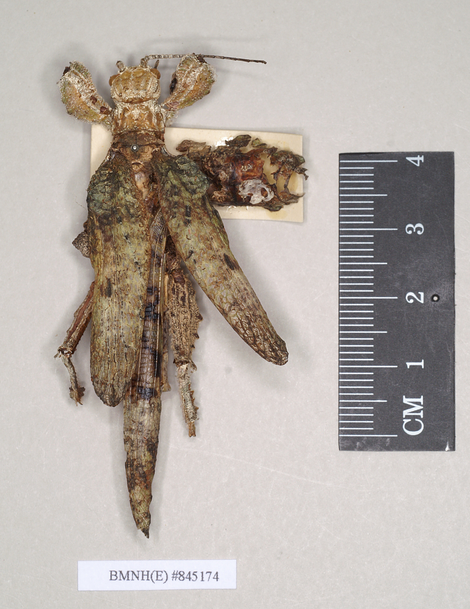 CollectionObject 1561354; NHMUK(SF IMPORT DUPLICATE) 845174, 55a73d33-d7a8-47ac-b558-273efabf71c9: copyright Natural History Museum, London. female of synonym Prisopus fisheri (holotype). (CollectionObject).
