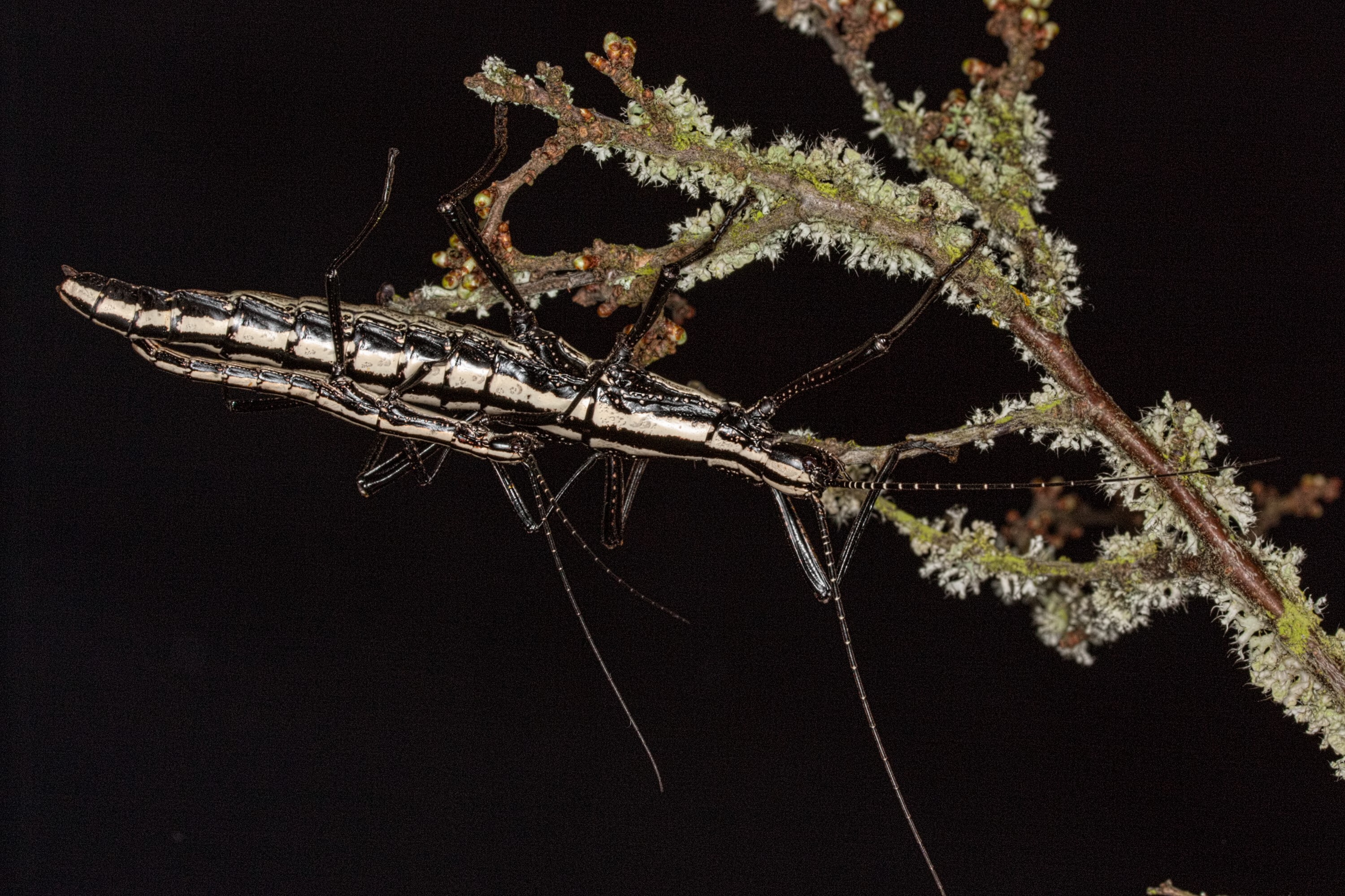 Anisomorpha buprestoides (Houttuyn, 1813): copyright Bruno Kneubuhler. mating pair. (Otu).