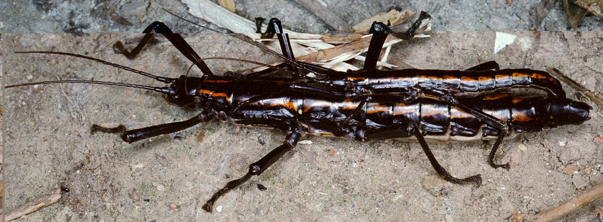 Anisomorpha paromalus Westwood, 1859: copyright Paul Brock. mating pair, ex. Belize culture stock. (Otu).