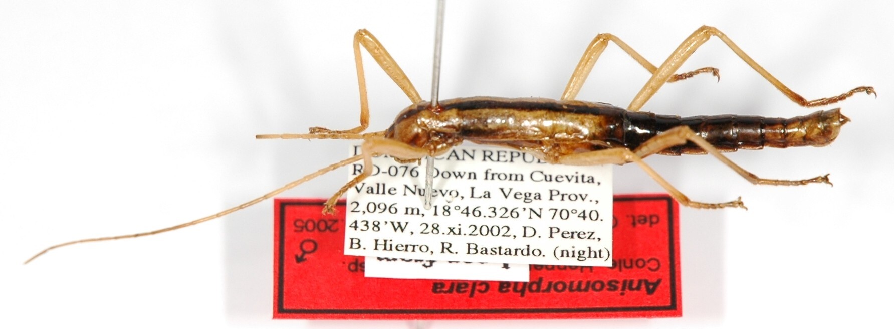 CollectionObject 1559463; 7a3e96fd-cfb8-4584-8746-d9bddd67019e: copyright ANSP. male (holotype). (CollectionObject).