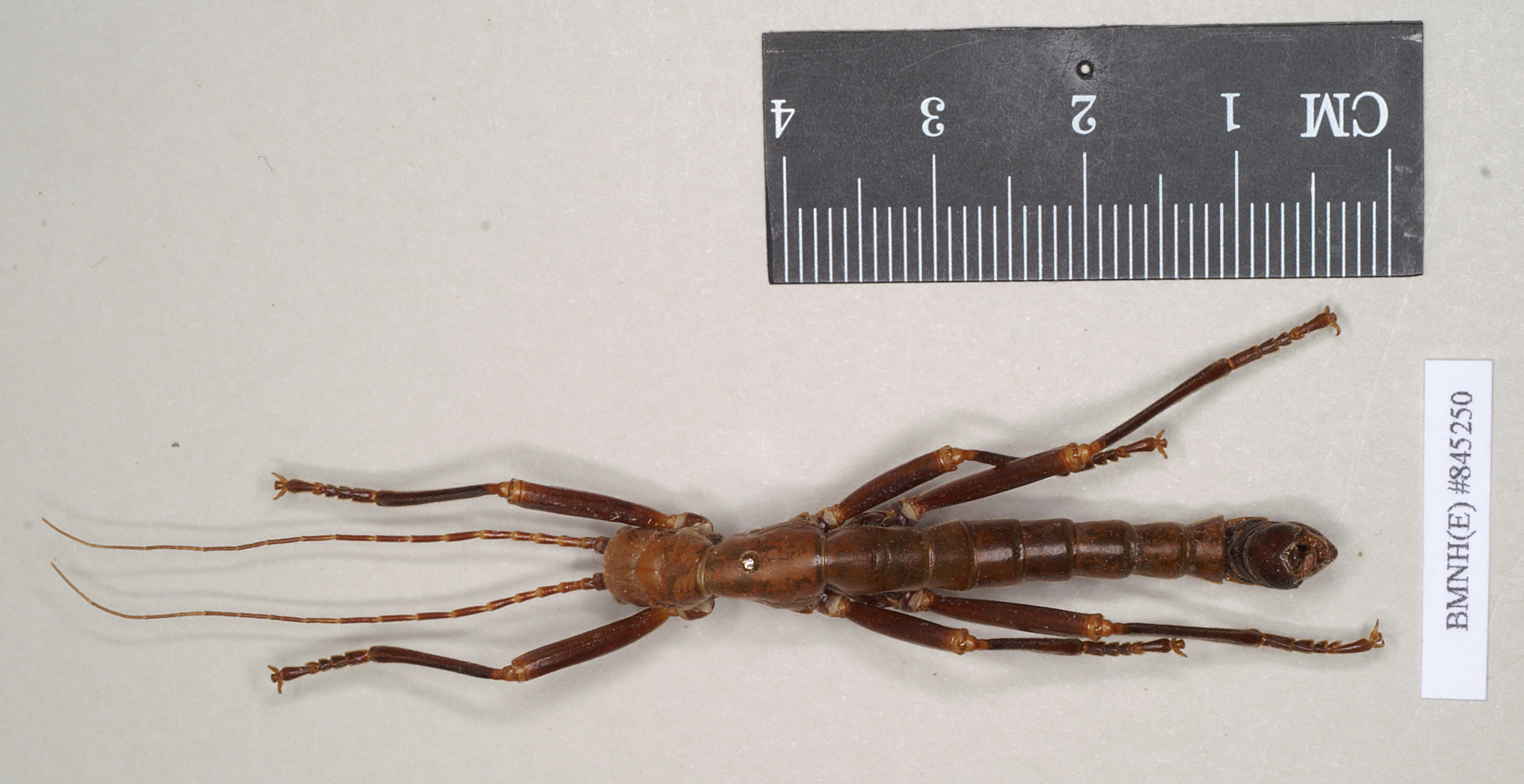 CollectionObject 1557257; NHMUK(SF IMPORT DUPLICATE) 845250, 7e2ad631-ffb0-4ae4-b2f3-96a52c583658: copyright Natural History Museum, London. male (holotype). (CollectionObject).