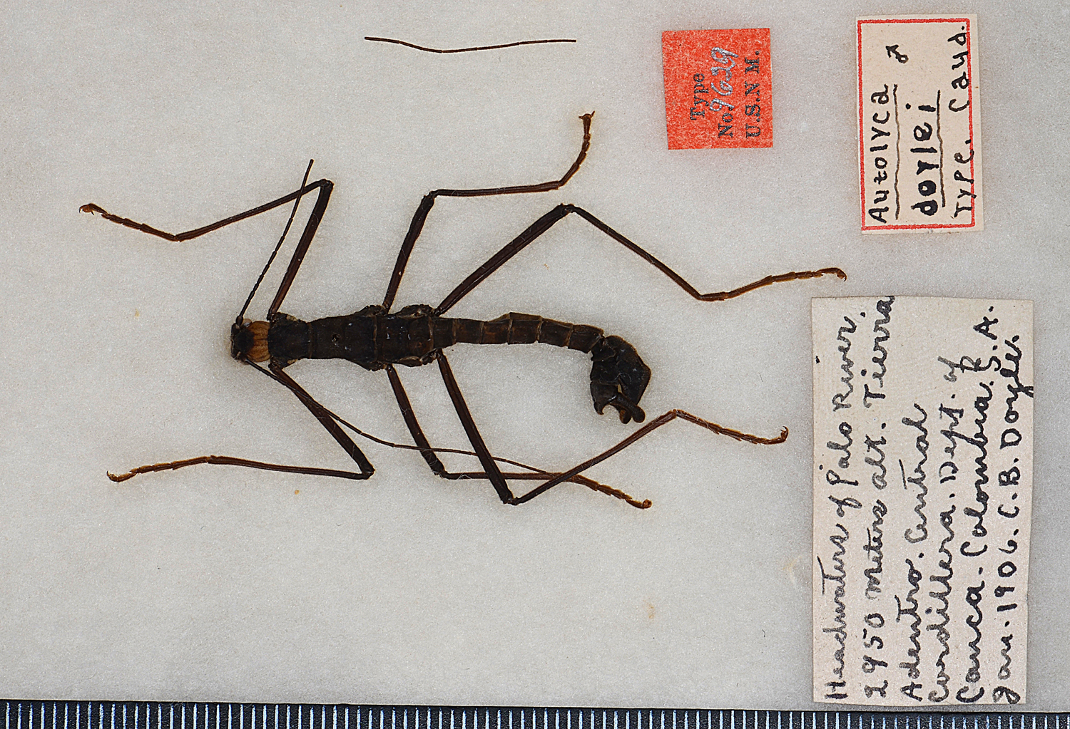 CollectionObject 1561009; a78af9b4-2257-4af5-936f-b37ef7e0fa50: Copyright USNM, Washington. male (holotype). (CollectionObject).