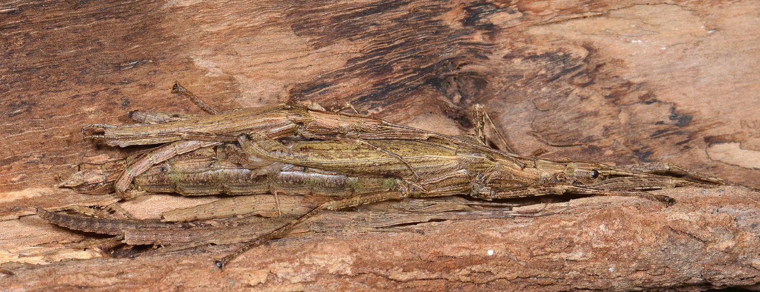 Malacomorpha cyllarus (Westwood, 1859): copyright Paul D. Brock. male ex. Jamaica, Tony James culture stock September 2013. (Otu).