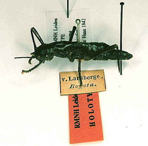 CollectionObject 1559942; f2b900d6-0fbc-4146-9f7f-562c9a7b419a: copyright RMNH, Leiden. female of Phasma (Anisomorpha) unicolor (holotype). (CollectionObject).