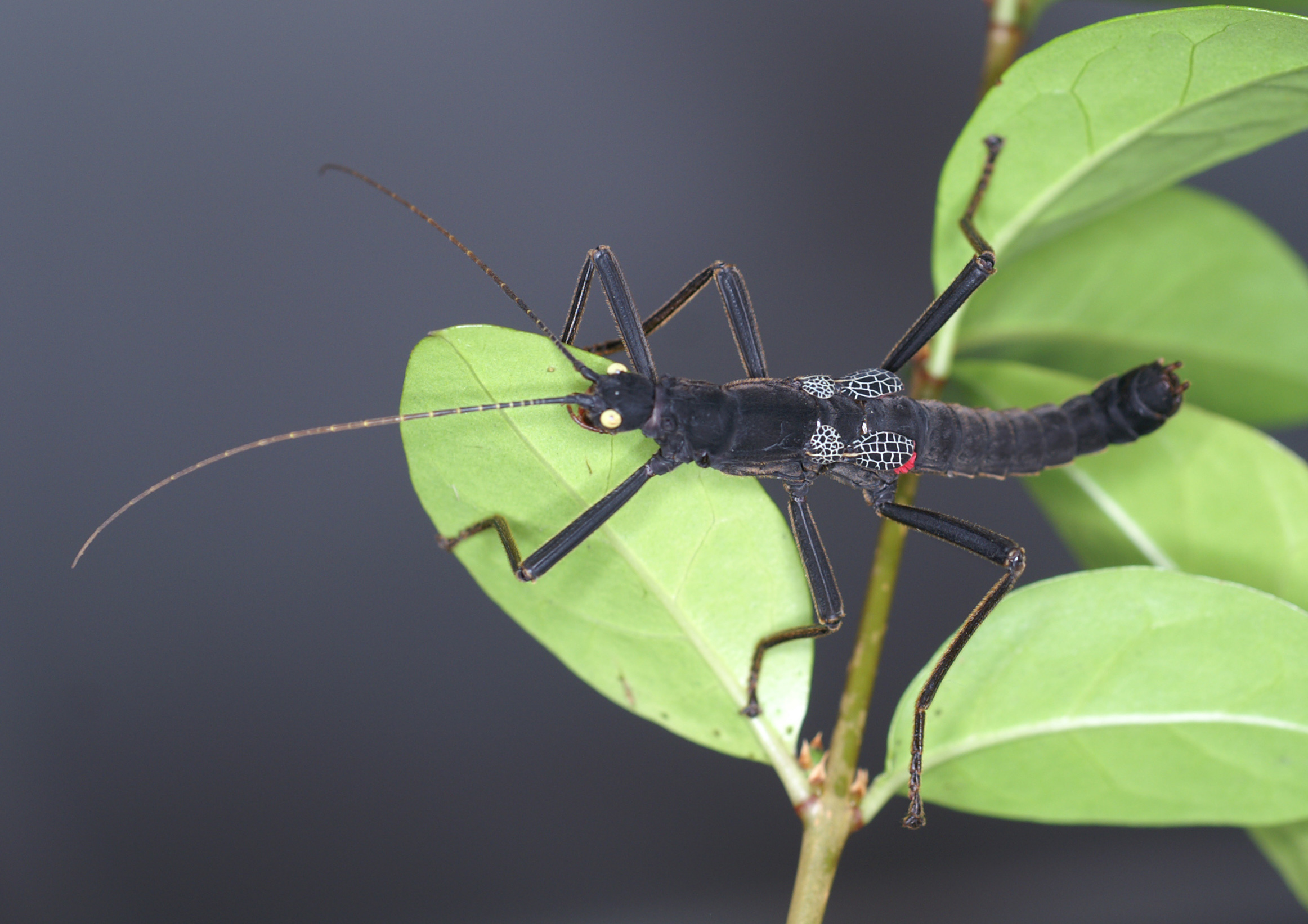 Peruphasma schultei Conle & Hennemann, 2005: copyright P.D. Brock. Culture stock, ex. Peru on privet Ligustrum sp. (Otu).