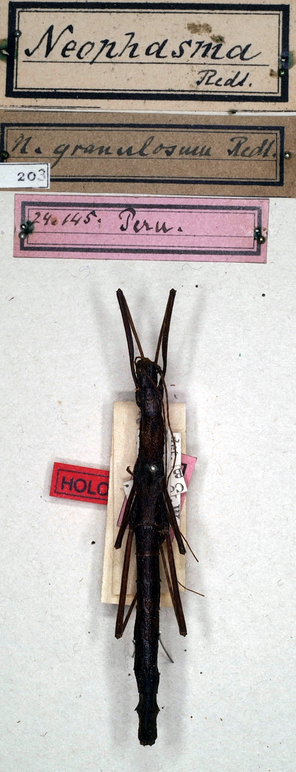 CollectionObject 1560157; NMW 203, 8405eff0-6b47-479a-92d0-7703877be8f0: copyright NMW, Vienna. female (holotype). (CollectionObject).