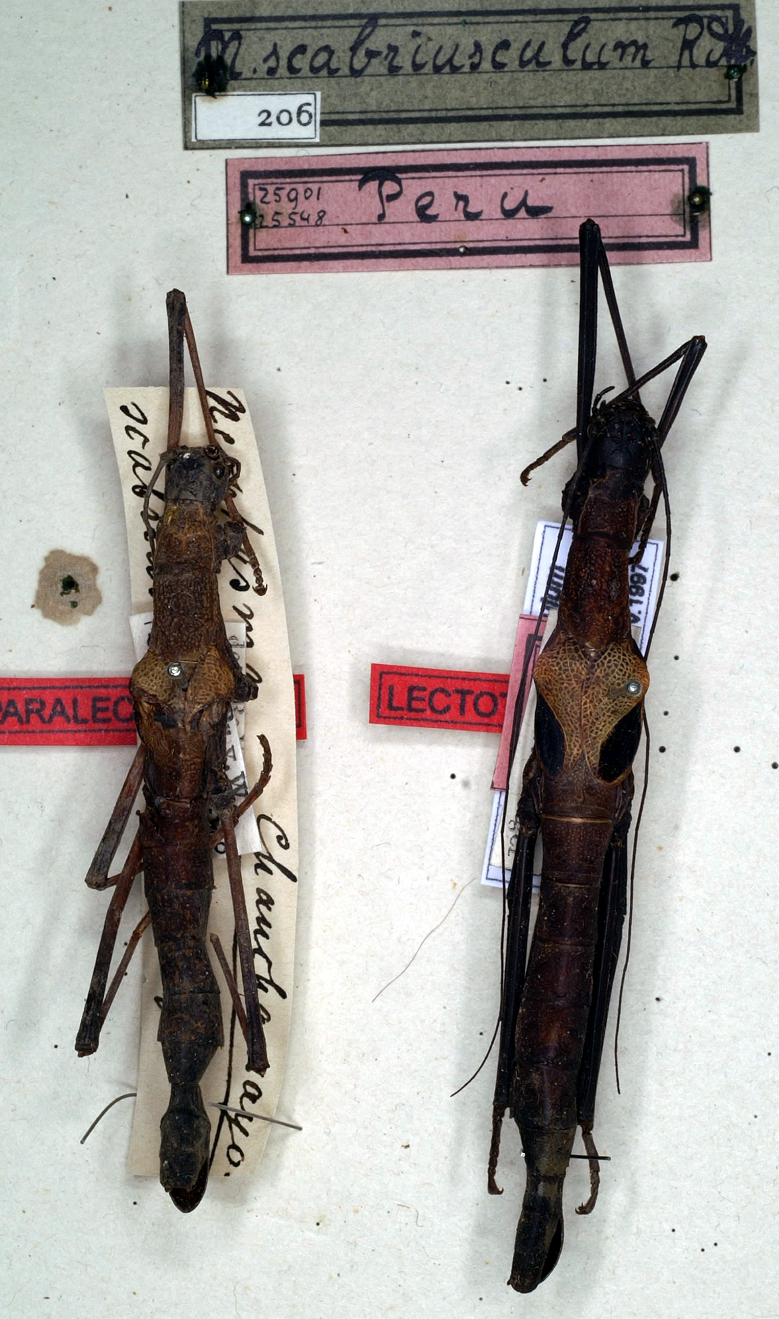 CollectionObject 1560161; NMW 206, 03dce3c1-7d12-4e9e-9b27-cf3fd55c32cf: copyright NMW, Vienna. female (lectotype - on right) and female (paralectotype). (CollectionObject).