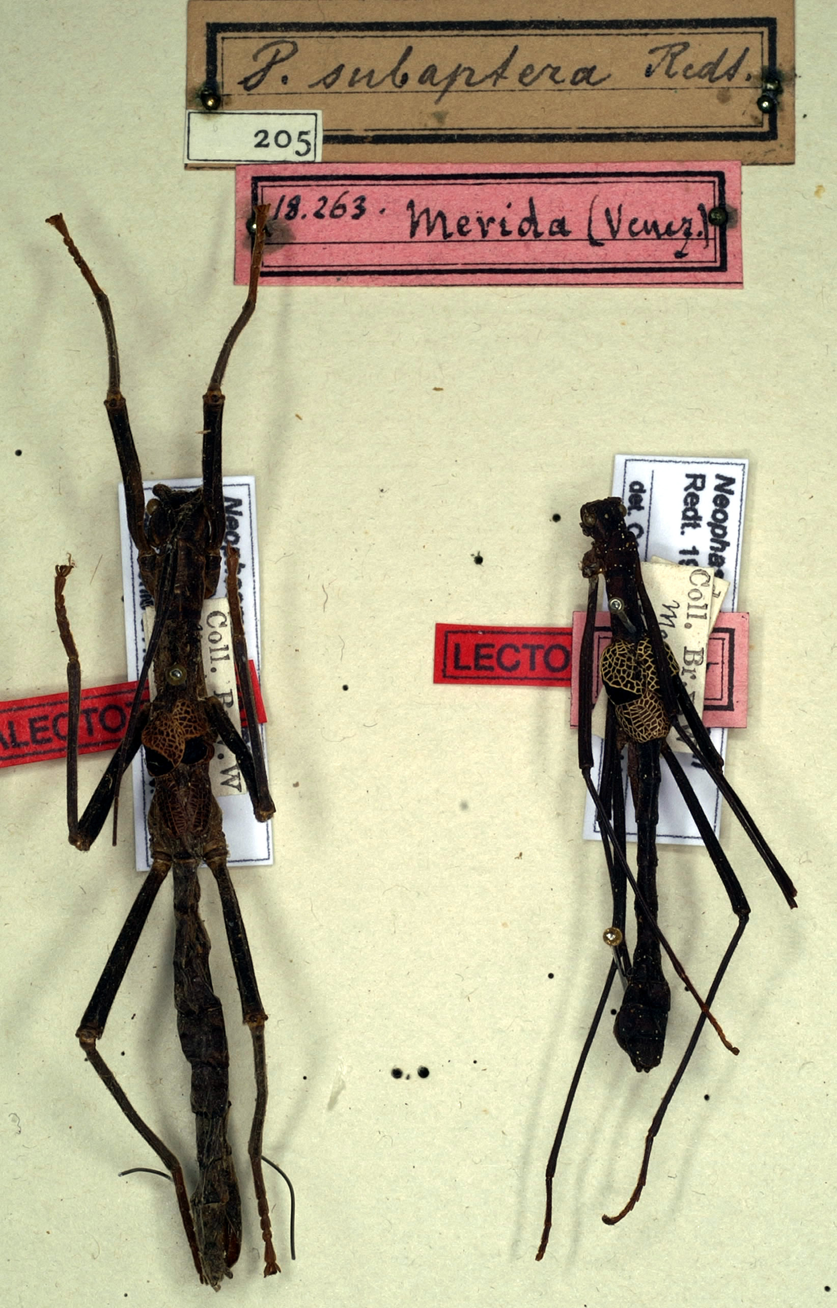 CollectionObject 1560163; NMW 205, ad85e7fe-9683-449b-a18b-c849aaac5b4b: copyright NMW, Vienna. male (lectotype - on right) and female (paralectotype). (CollectionObject).