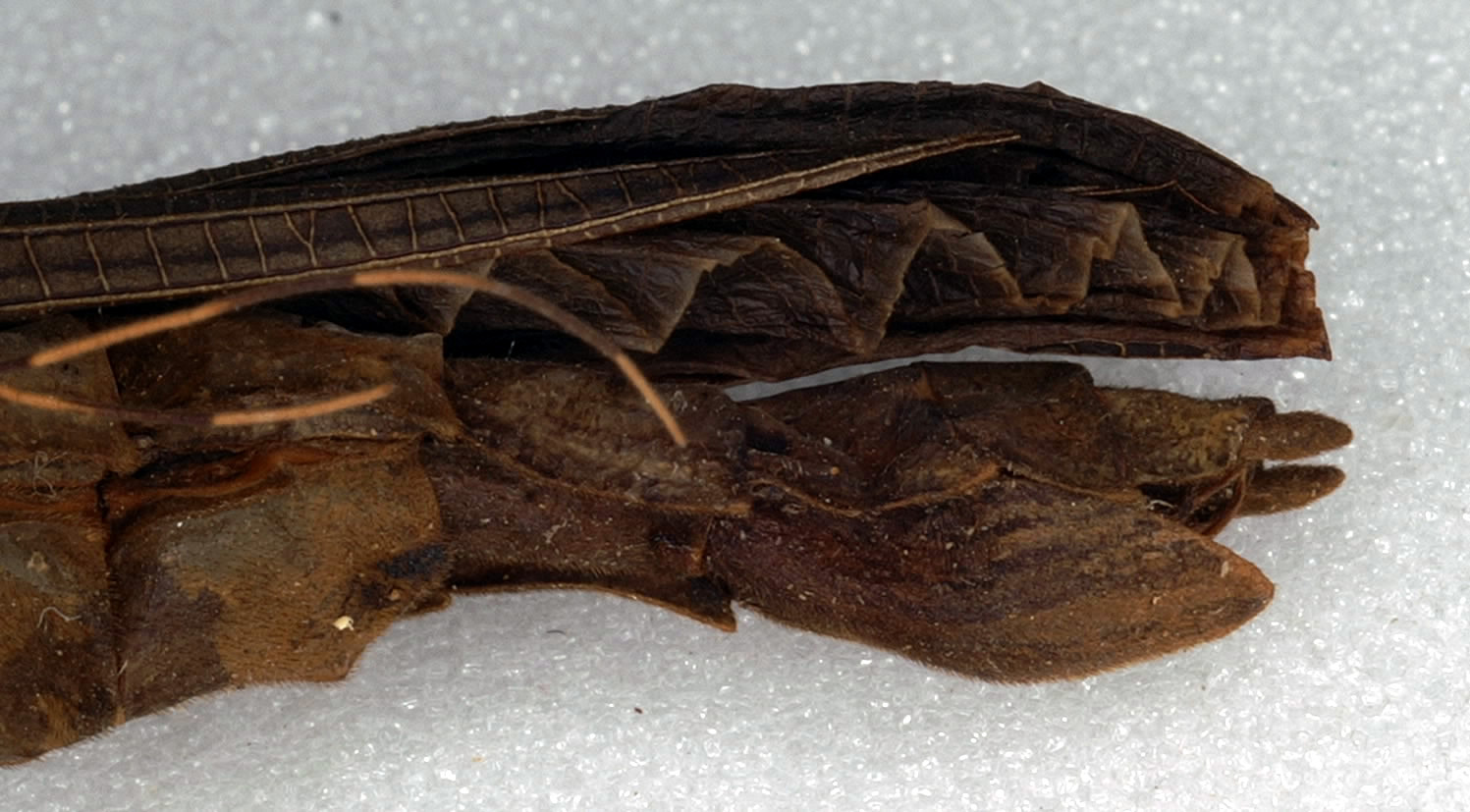 Pseudophasma acanthonotus (Redtenbacher, 1906): copyright NMW, Vienna. female: head and thorax, lateral view (syntype). (Otu).