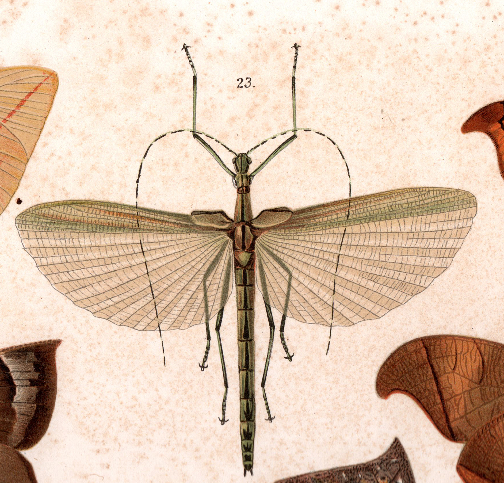Tithonophasma Zompro, 2004: from Brunner 1897, Pl 3: 23 as Phocilides tithonus. Tithonophasma tithonus female [type species]. (Otu).