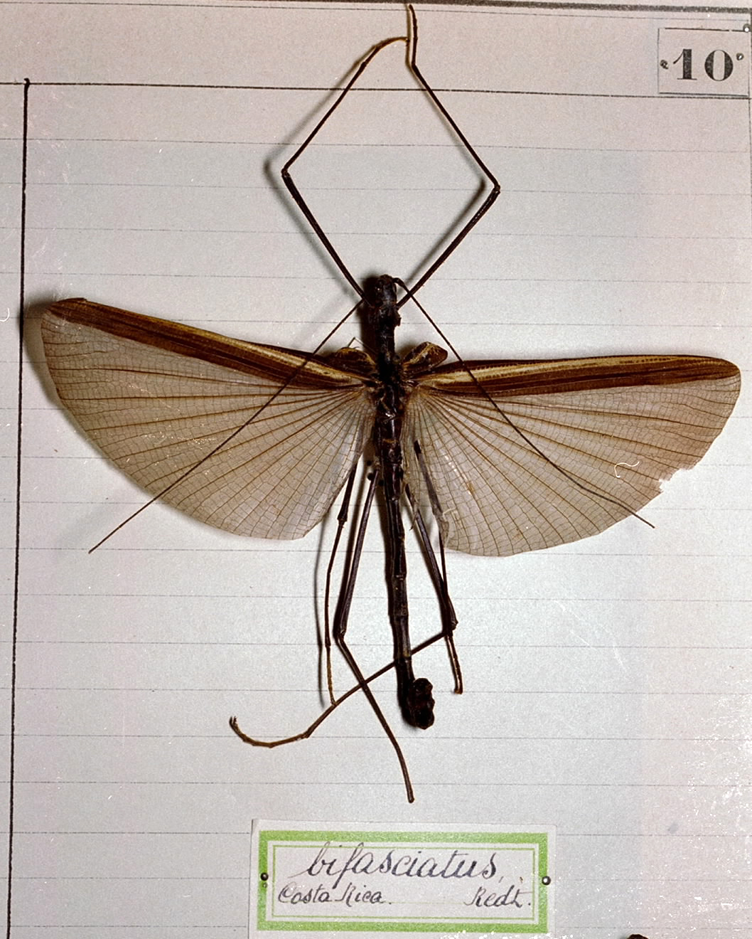 Eucles bifasciatus Redtenbacher, 1906: copyright MHNG Geneva. male [first description]. (Otu).