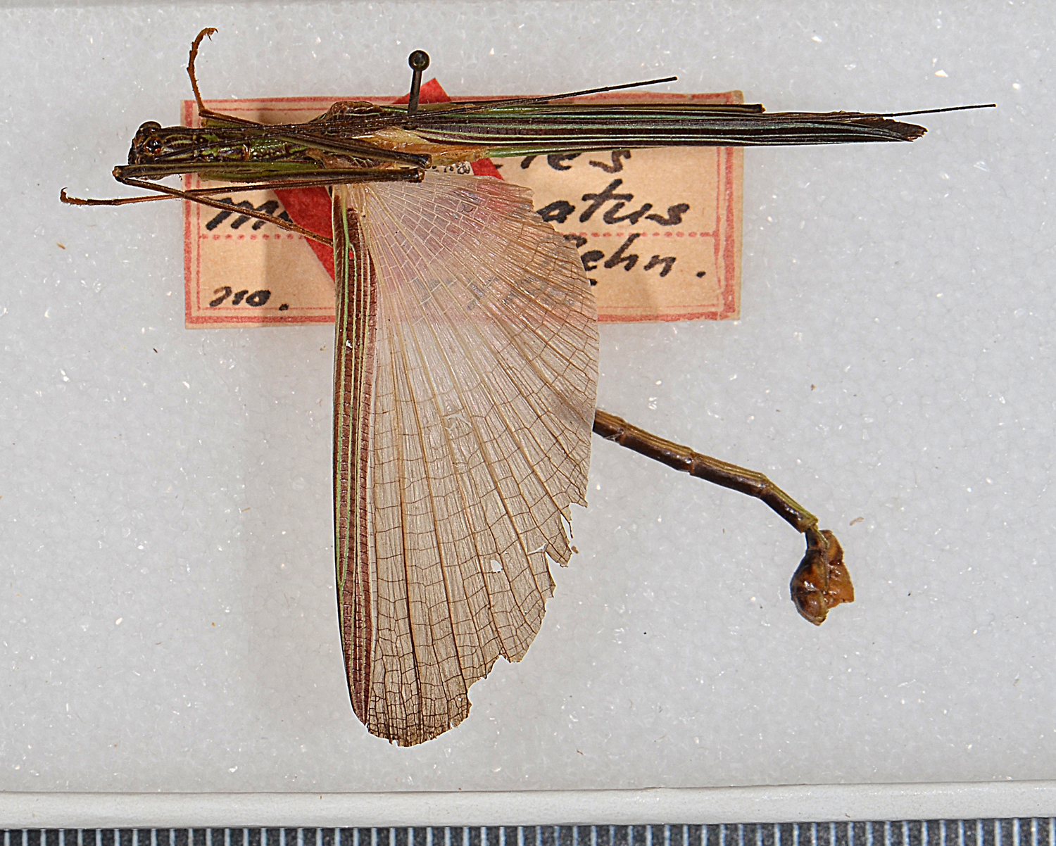 CollectionObject 1560956; USNM(SF IMPORT DUPLICATE) 7347, 4694a9f3-df5d-4c96-bbbc-33bf272a8dd3: copyright USNM, Washington. male Stratocles multilineatus (holotype). (CollectionObject).