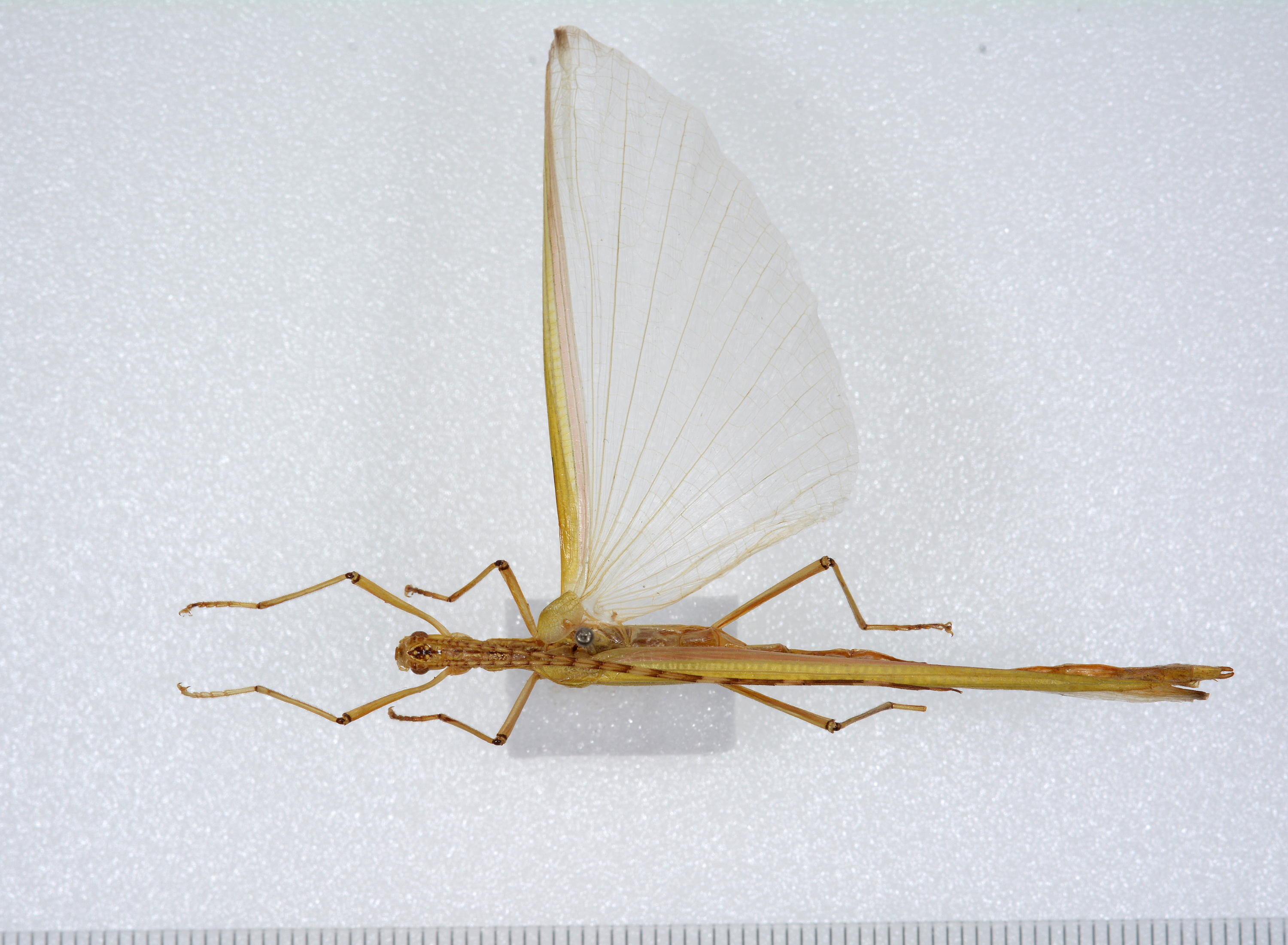 CollectionObject 1557078; 7d593be2-8f29-41e0-892b-a6f32695b1e4: copyright ZMUH, Hamburg. female, dorsal view (holotype). (CollectionObject).