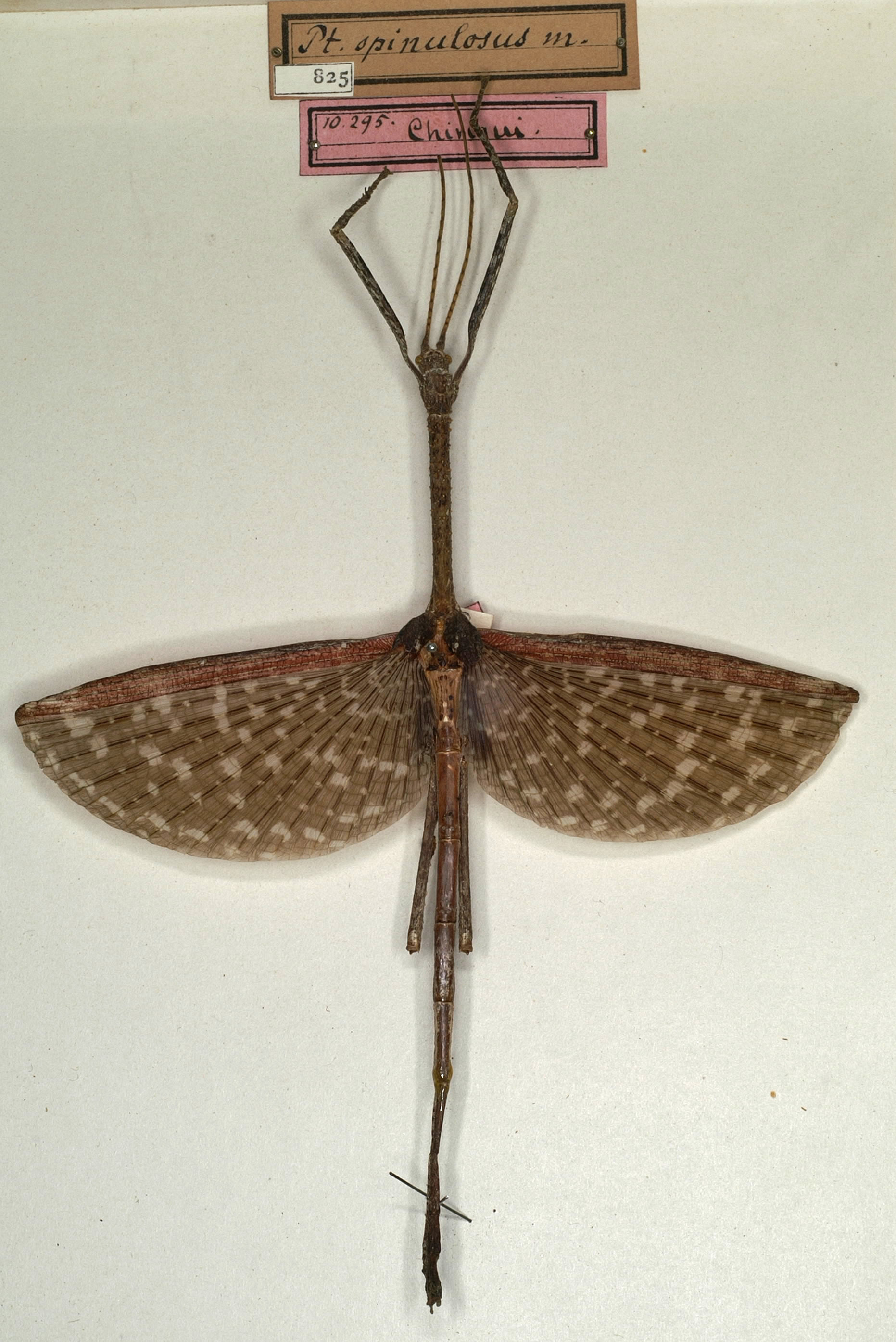 CollectionObject 1561534; NMW 825, 482c37b8-6d4a-413c-b47b-77ae99d02cd6: copyright NMW, Vienna. male (lectotype). (CollectionObject).