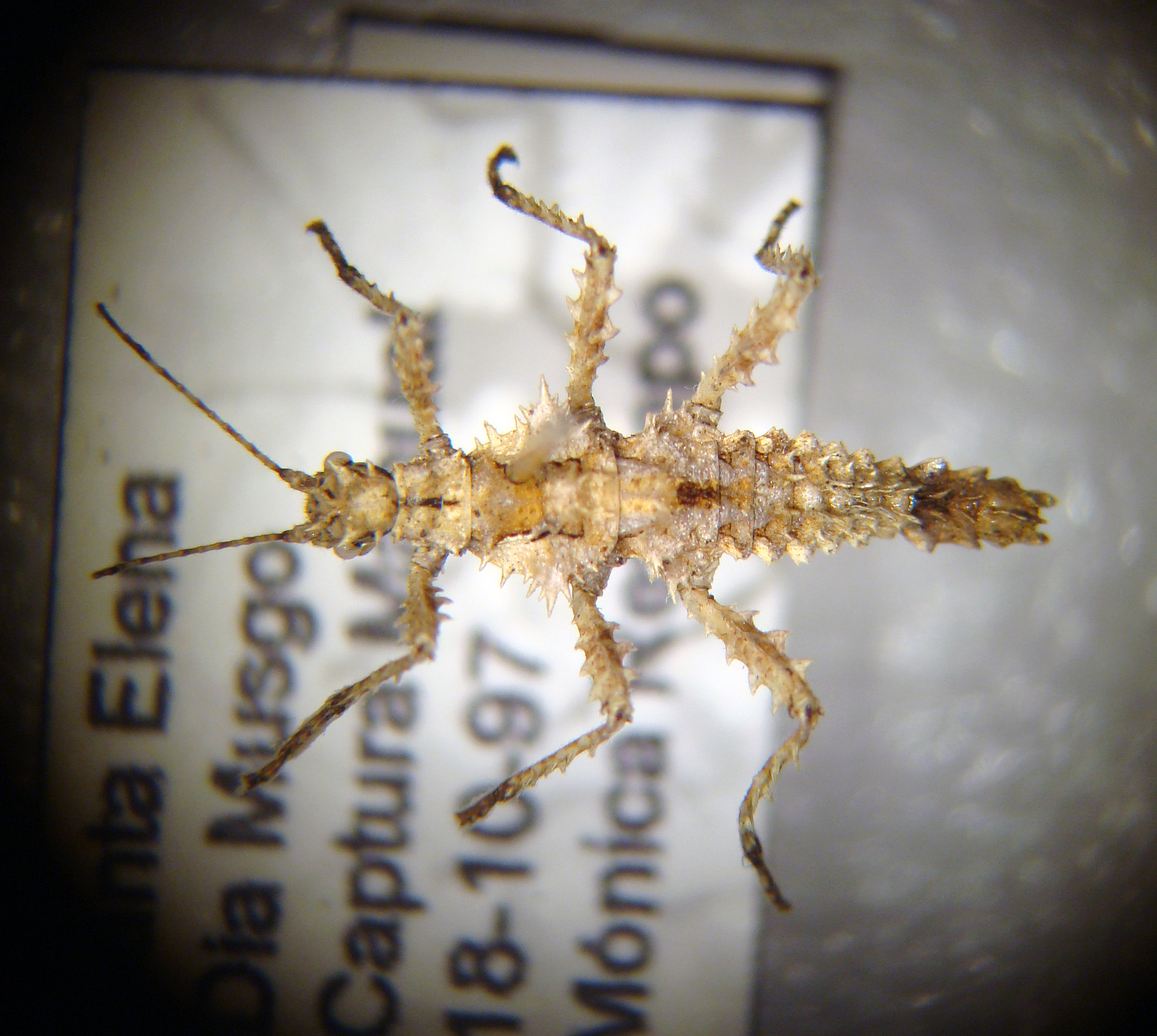 CollectionObject 1563947; bb05e758-6b39-47e8-a8bc-0bf51701beb7: copyright CEUA Medellín. female, dorsal view (holotype). (CollectionObject).