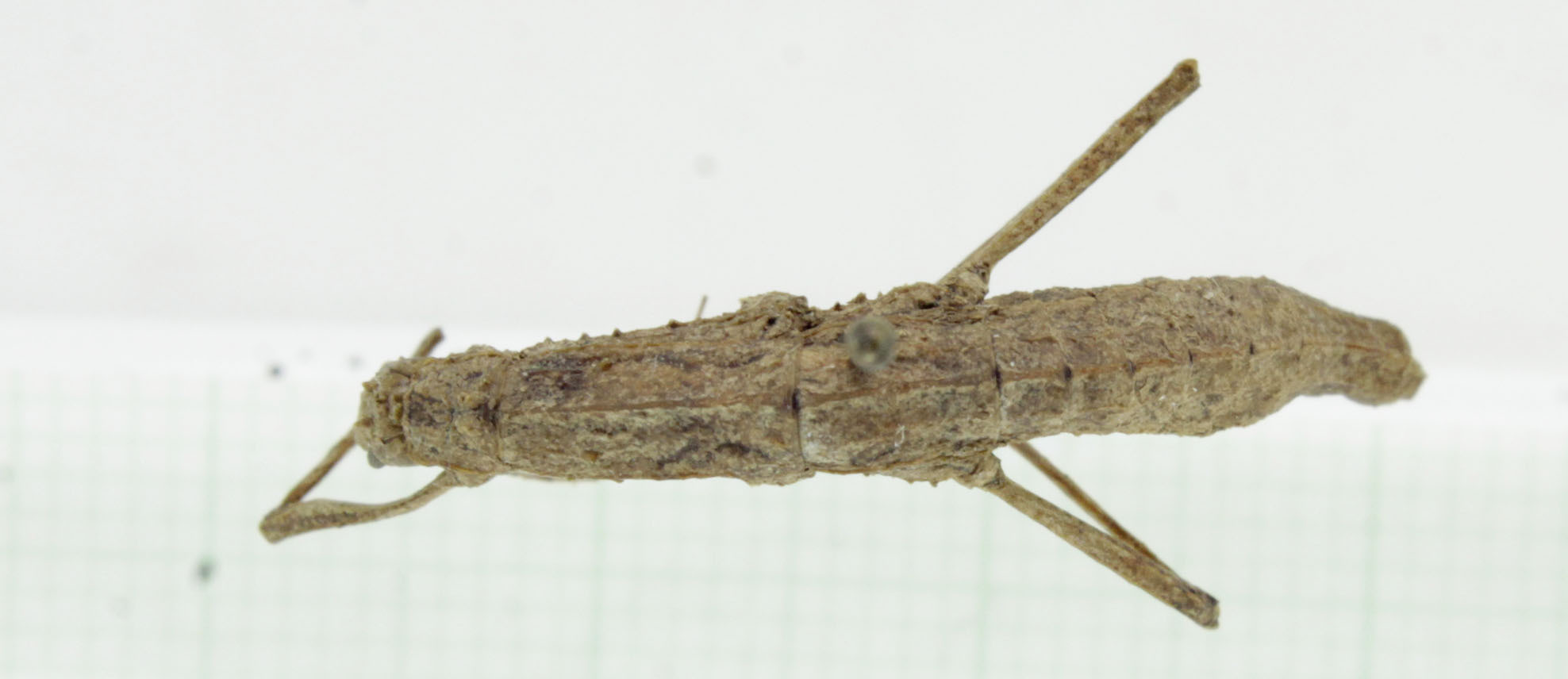 CollectionObject 1563973; 273a9b28-8be4-470b-a9c4-7f5dcdee4ab6: female, dorsal view (holotype). (CollectionObject).