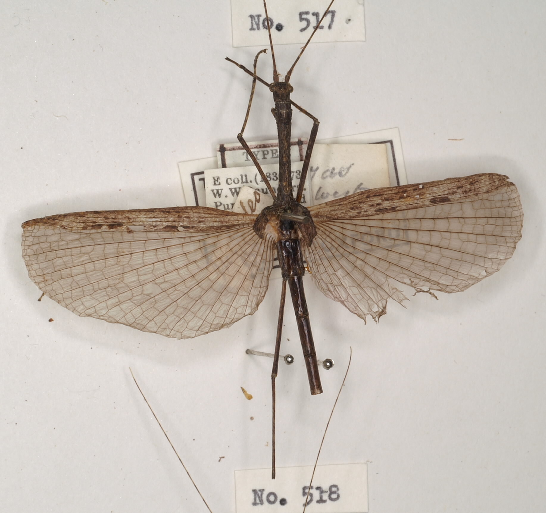 CollectionObject 1559100; 846dd4a6-f5ad-4e74-9ee3-49c216e2fe04: copyright OUMNH. male (holotype). (CollectionObject).