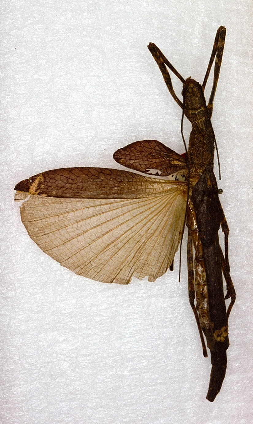 CollectionObject 1559821; 072b0a66-2299-400b-8feb-34f4fffb3e5c: copyright ANSP. female (holotype). (CollectionObject).