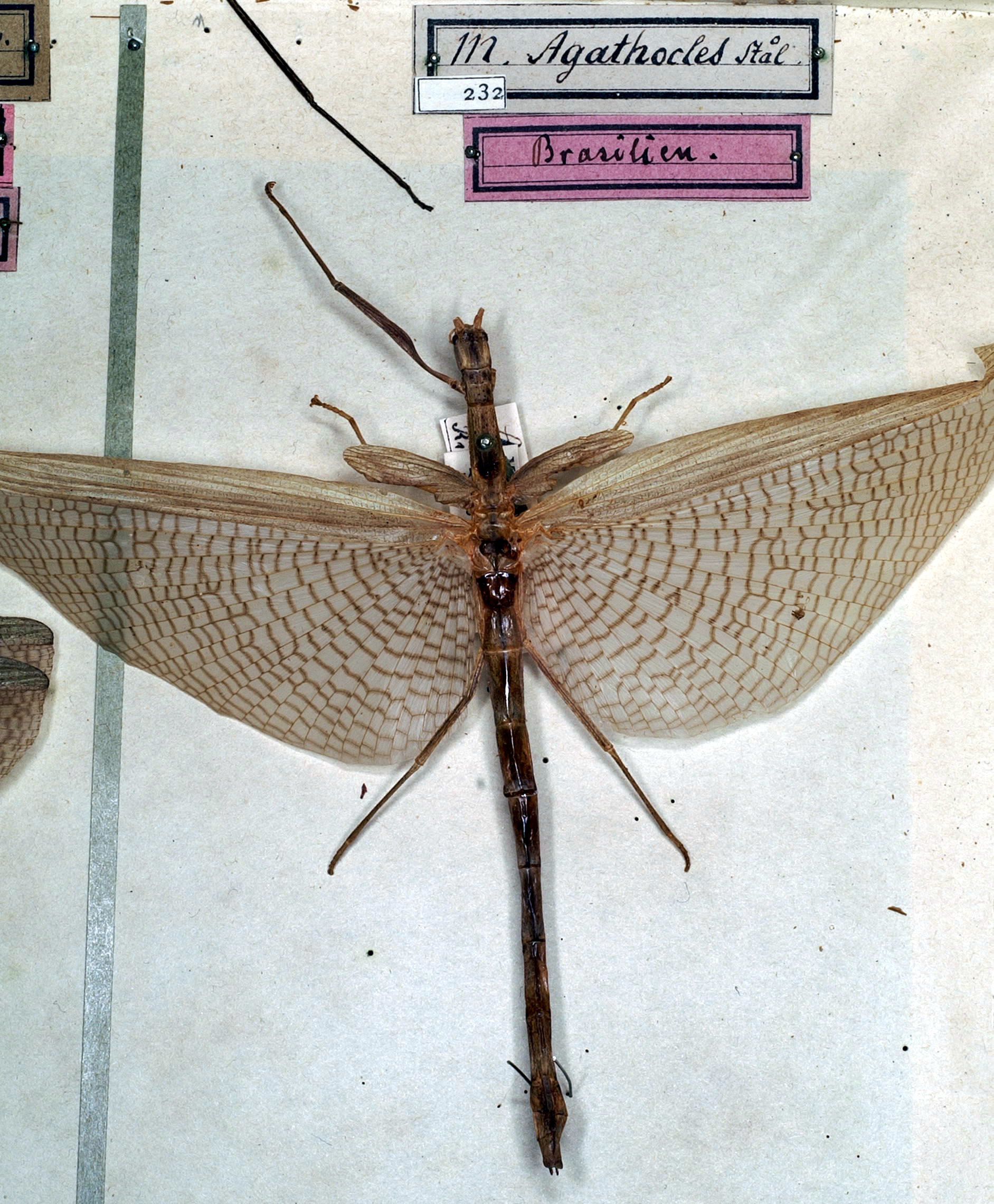 Metriophasma (Metriophasma) agathocles (Stål, 1875): copyright NMW, Vienna. female listed as agathocles (not type) from Brazil -- belongs to a different species and genus [included for information only]. (Otu).