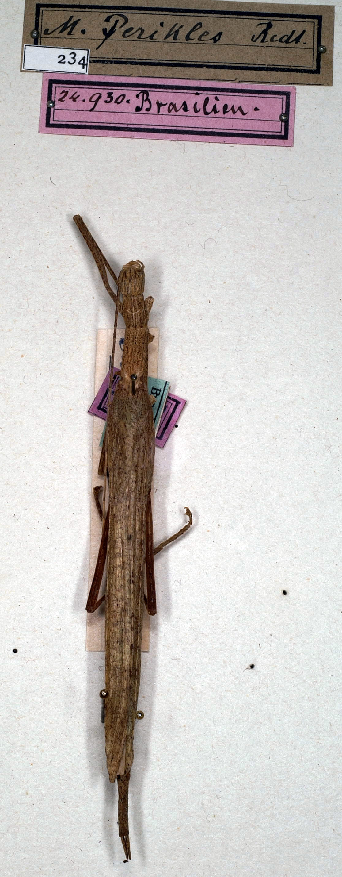 CollectionObject 1559835; NMW 234, a19328d3-4c53-4eff-8aae-6068598dbb49: copyright, NMW Vienna. female (holotype). (CollectionObject).