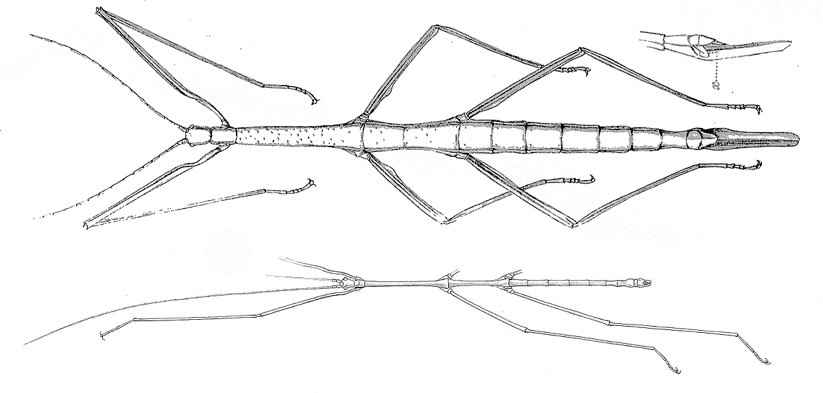 Heteronemia Gray, 1835: from Saussure & Redtenbacher, 1906. male & female of Heteronemia mexicana [TYPE SPECIES]. (Otu).