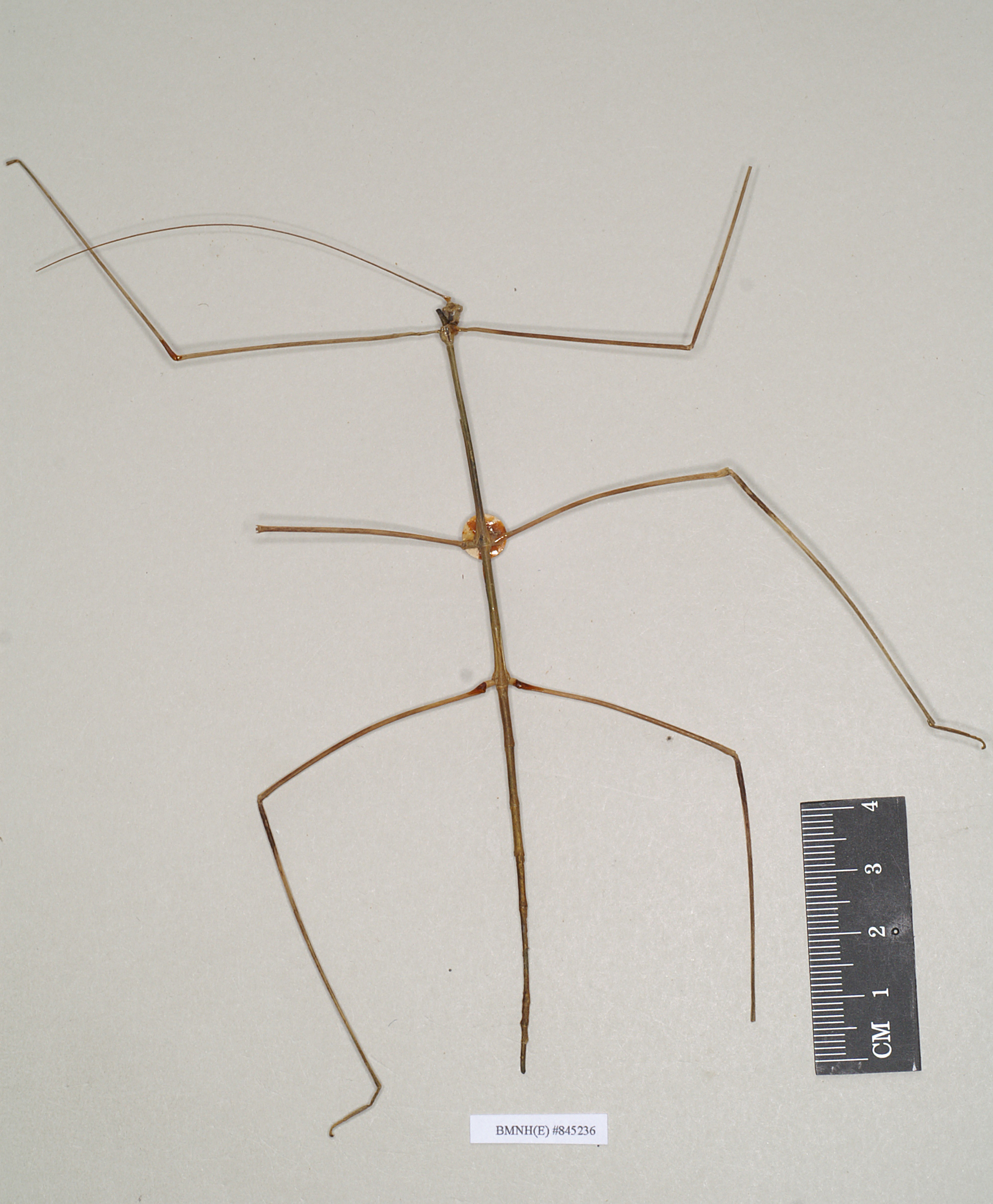 CollectionObject 1559000; NHMUK(SF IMPORT DUPLICATE) 845236, 9cb84112-1af5-4ab0-9a43-ad10a2f299e0: copyright Natural History Museum, London. male (holotype). (CollectionObject).