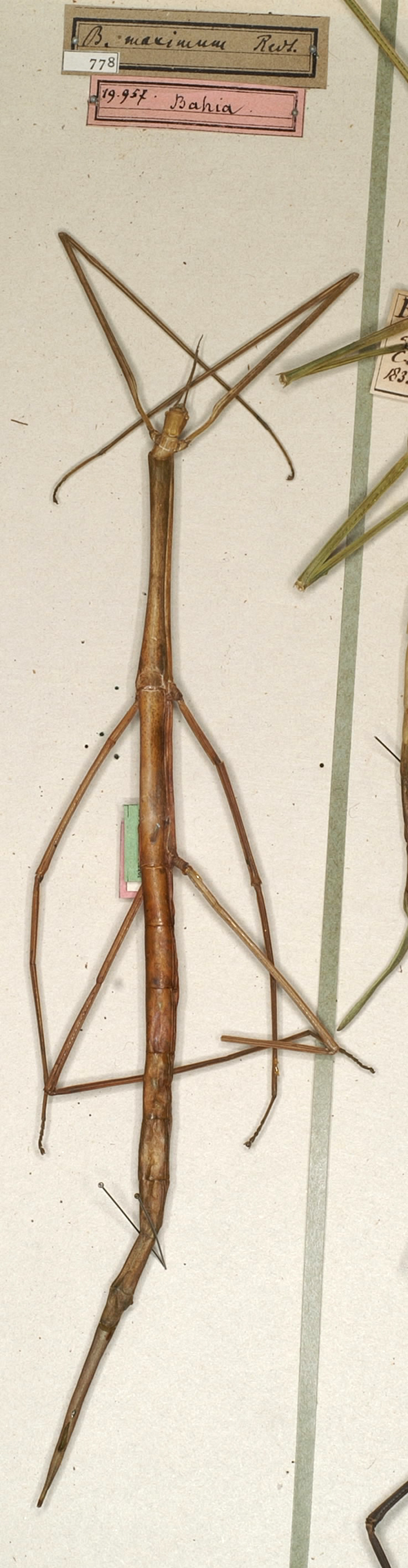 CollectionObject 1559012; NMW 778, 242d9063-55e6-4055-87af-4d4f21709115: copyright NMW, Vienna. female (holotype). (CollectionObject).