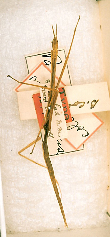CollectionObject 1560699; bd115f54-0919-4aed-9670-765553cd79b5: copyright ANSP. female Bacillus coloradus (holotype). (CollectionObject).