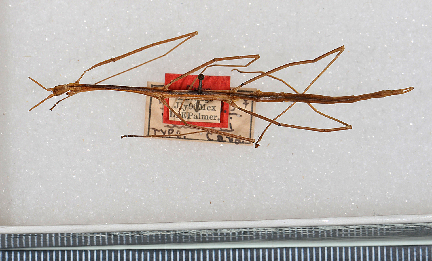 CollectionObject 1560703; c3652772-d7b3-48ad-bc1e-1583e73241a2: copyright USNM, Washington. female (holotype). (CollectionObject).