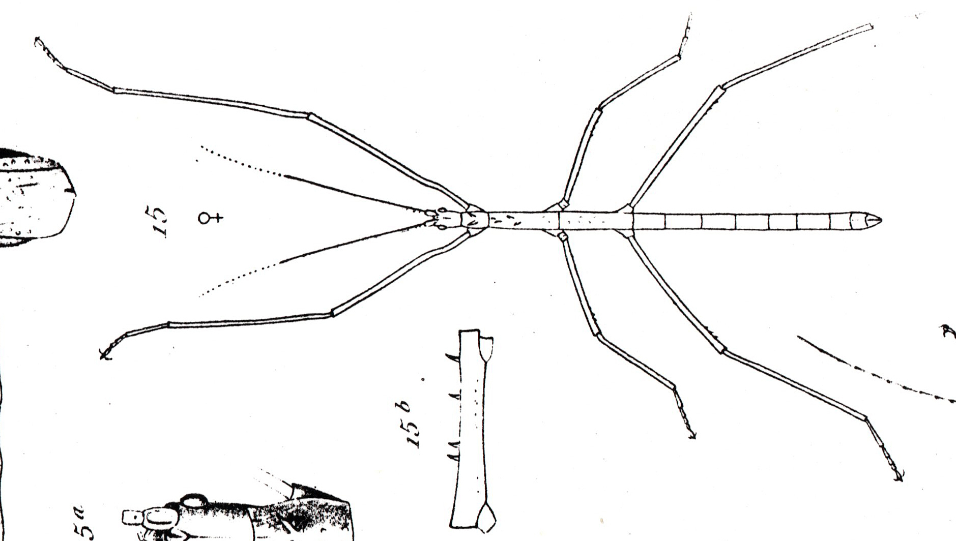 CollectionObject 1557775; 6187484c-f221-4886-b8cf-5572bedf841e: from Saussure 1872. female (holotype). (CollectionObject).