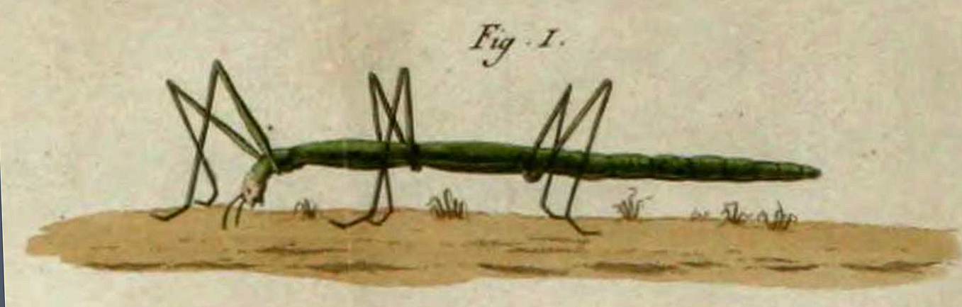 Bacillus Berthold, 1827: from Rossi 1790. Bacillus rossius female [type species]. (Otu).