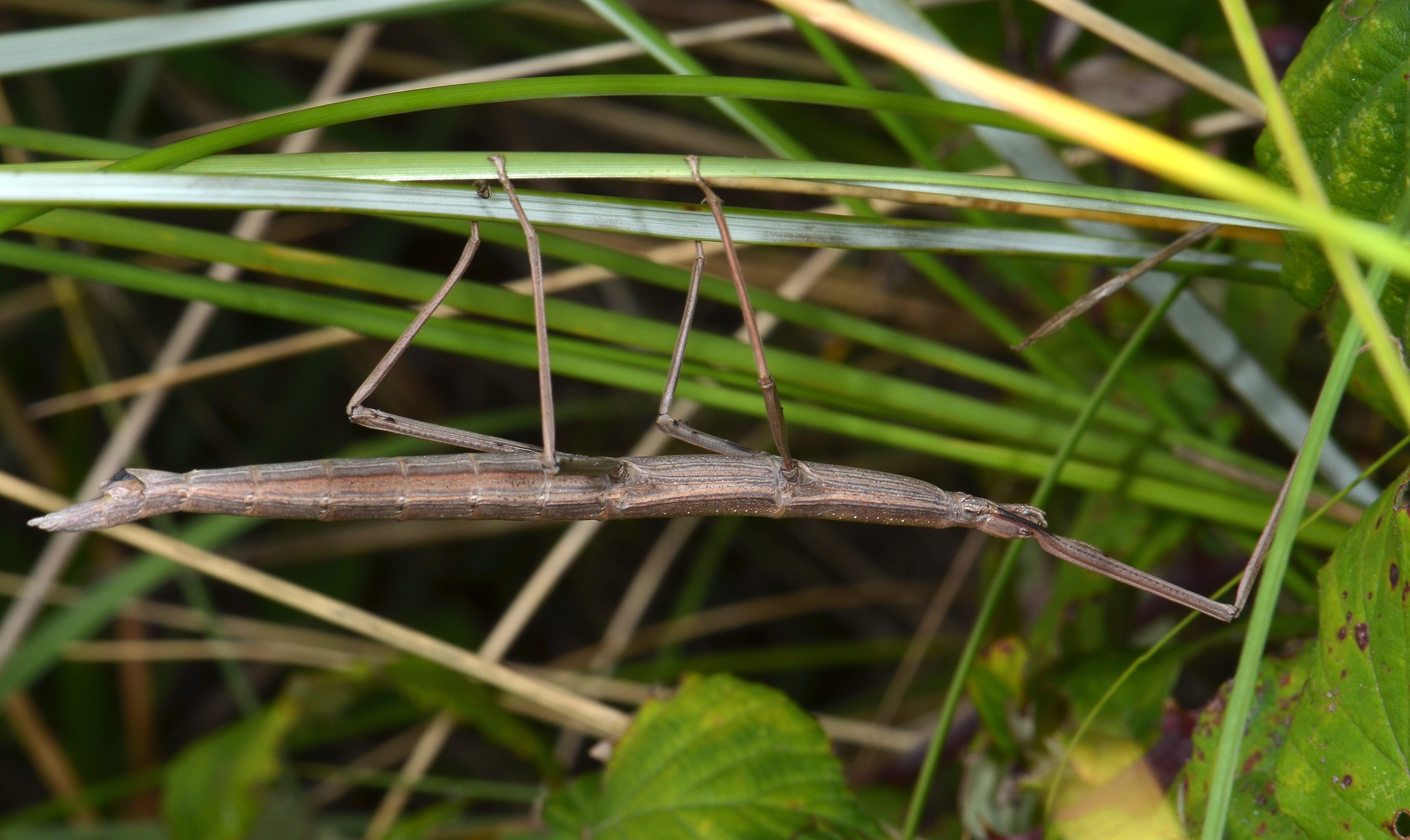 Bacillus rossius rossius (Rossi, 1790): copyright Paul D. Brock. Bacillus rossius female, Tresco, Isles of Scilly, 22 Sept 2013. (Otu).