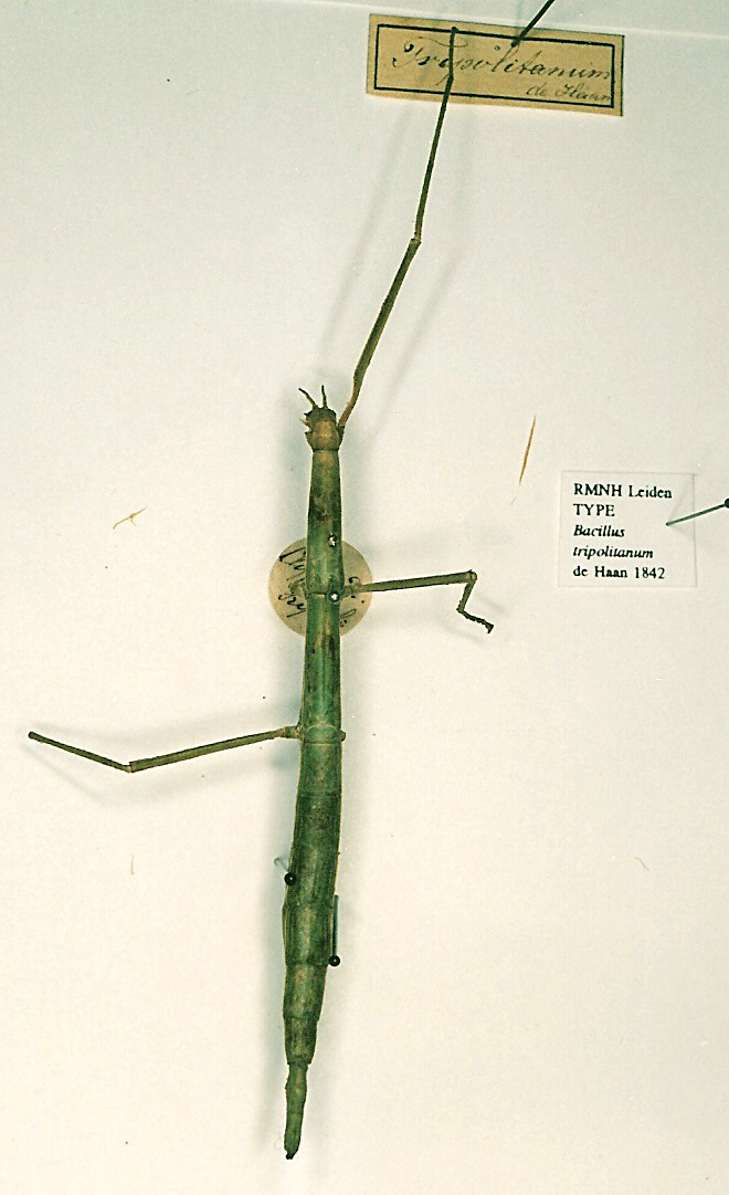 CollectionObject 1557298; 6781e611-05f4-4208-b4b0-ce310d7c805b: copyright RMNH, Leiden. female (holotype). (CollectionObject).