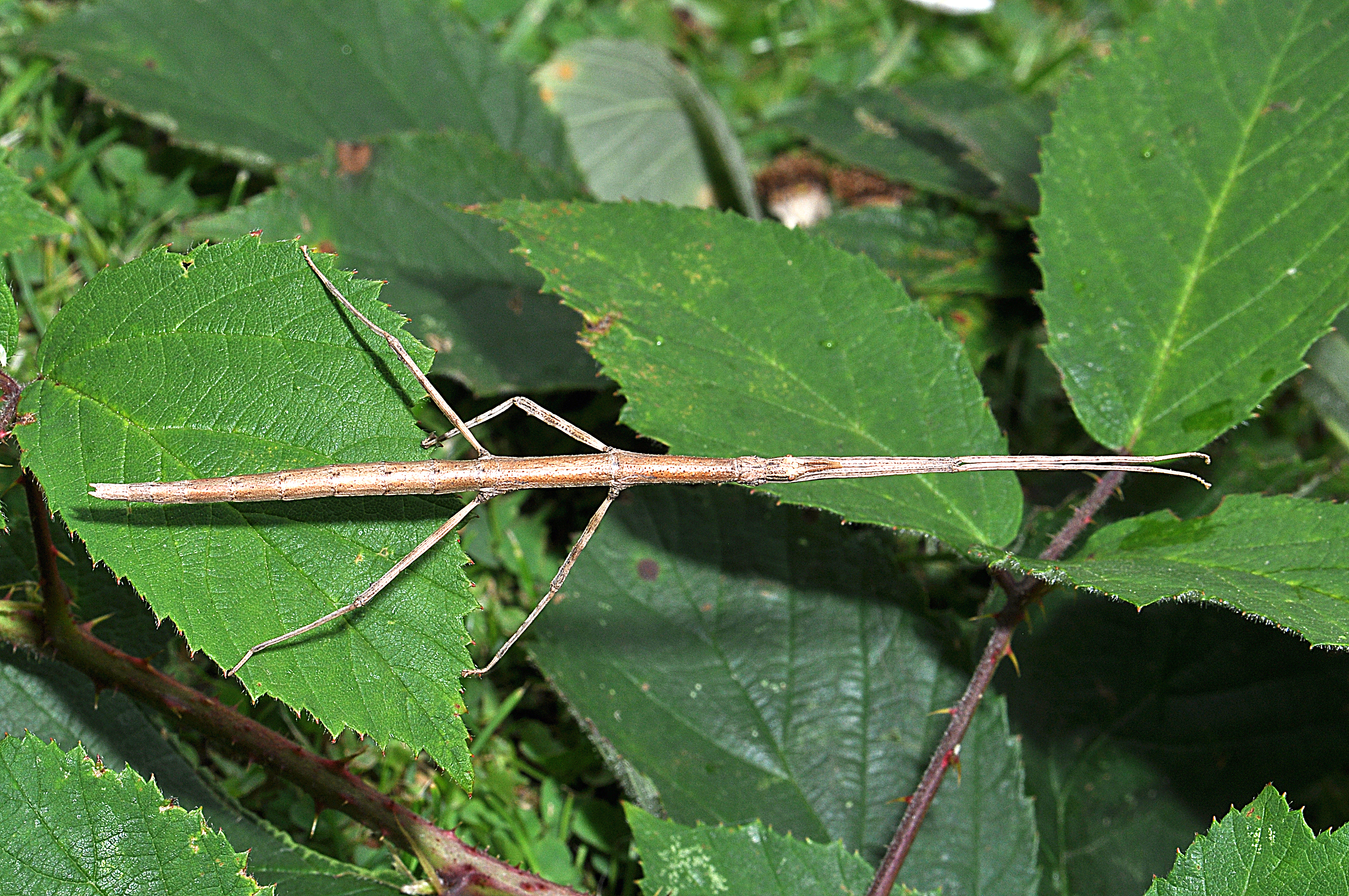 Clonopsis gallica (Charpentier, 1825): copyright Paul D Brock. female, France: Dordogne 2011. (Otu).
