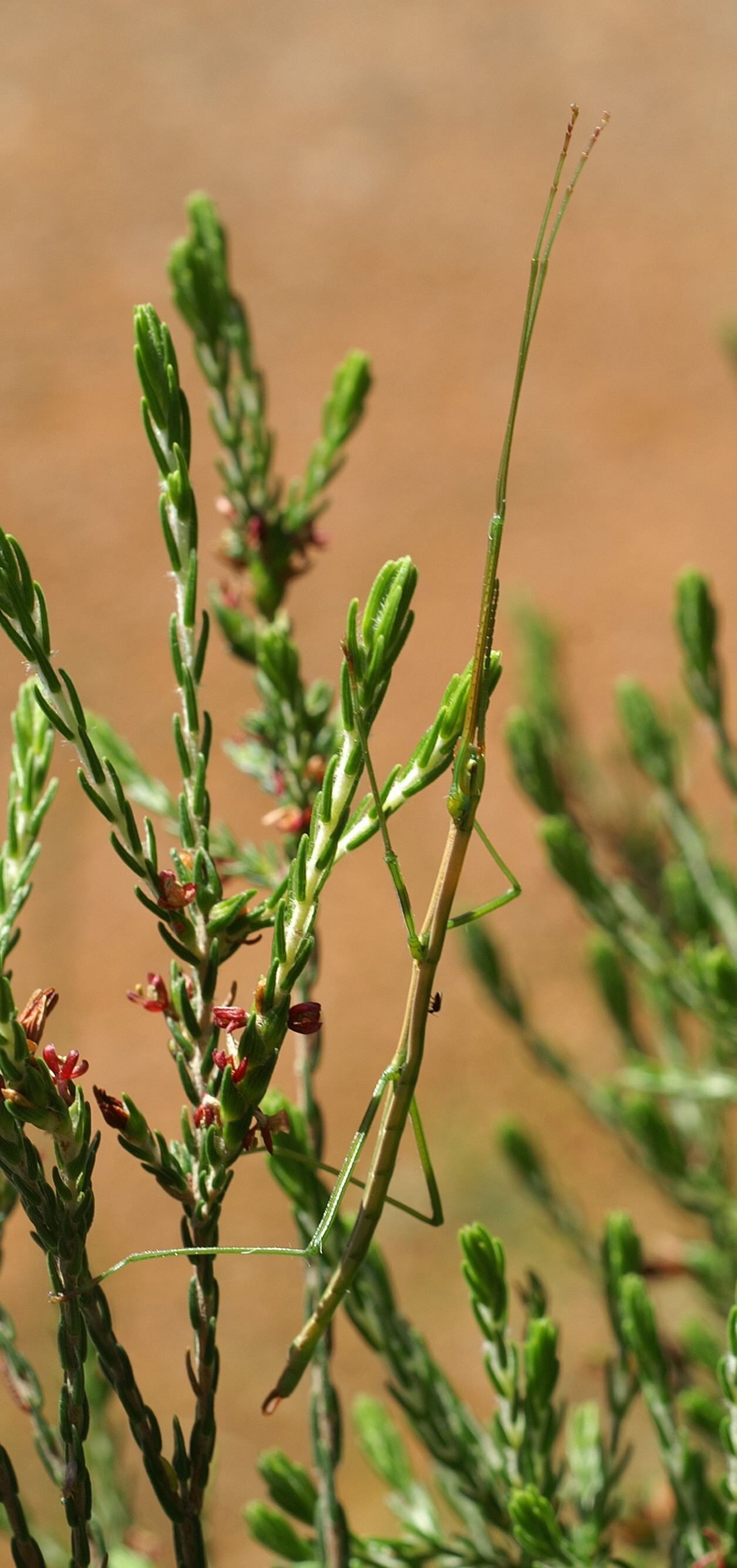 Macynia labiata (Thunberg, 1784): male (Kirstenbosch Botanical Gardens, near Cape Town) - note parasite. (Otu).