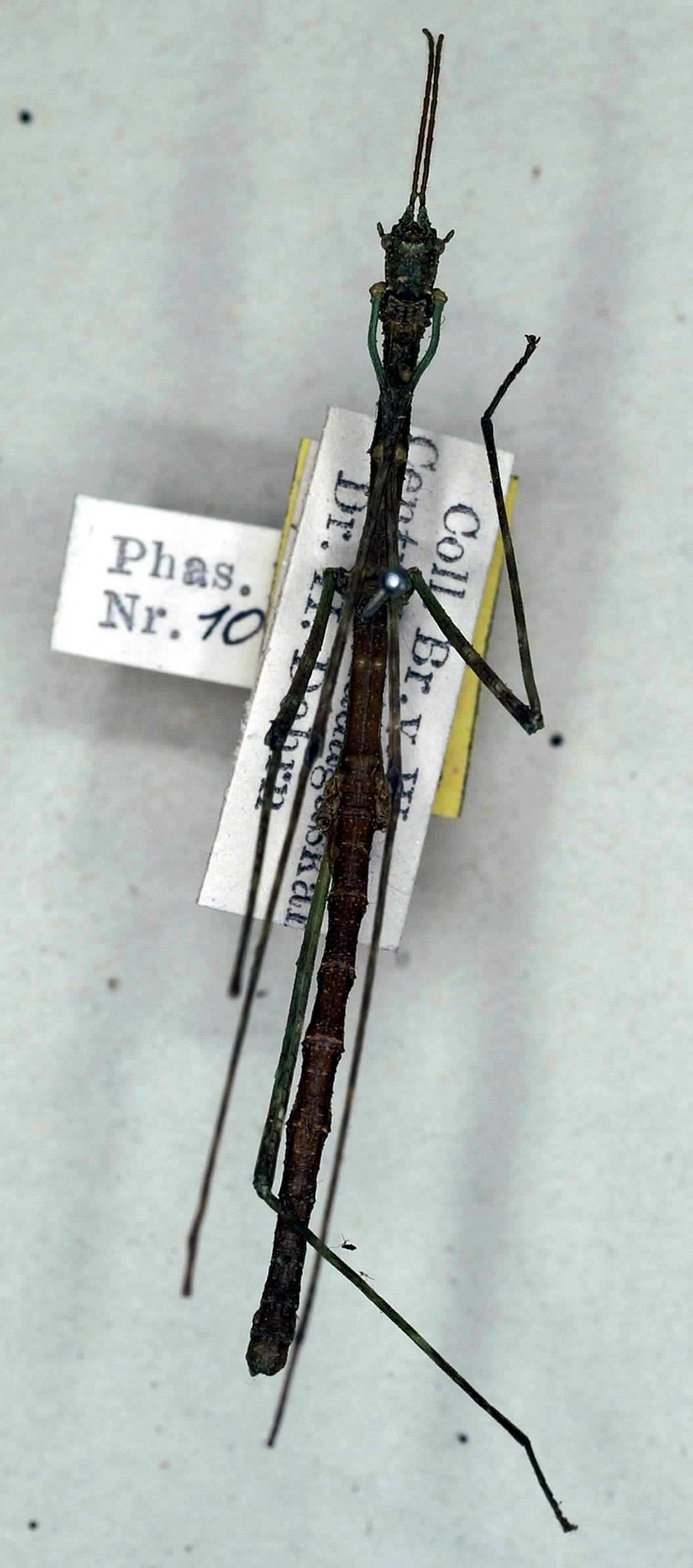 Antongilia pungens Redtenbacher, 1906: copyright NMW. male (holotype). (Otu).