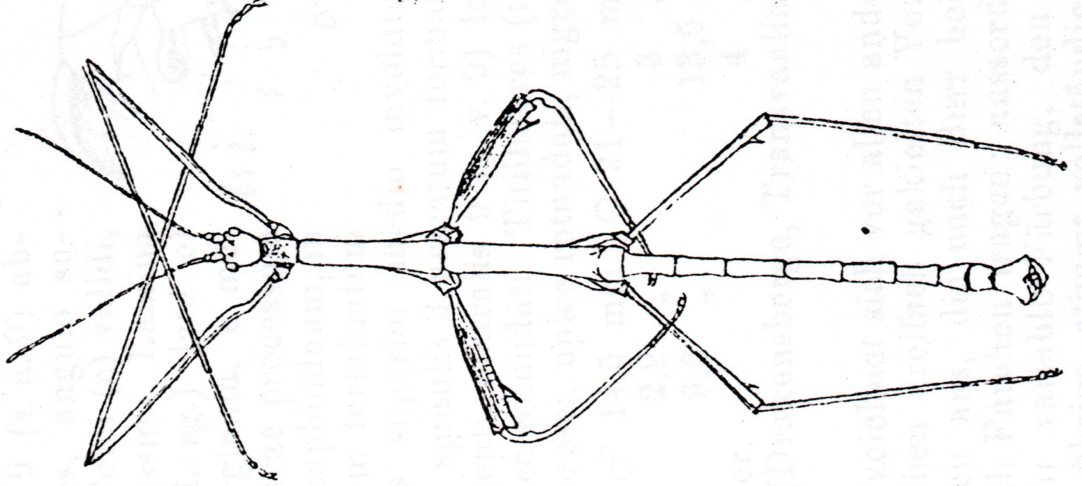 Xylobacillus Uvarov, 1940: from Schulthess 1911. male Xylobacillus femoratus [TYPE SPECIES]. (Otu).