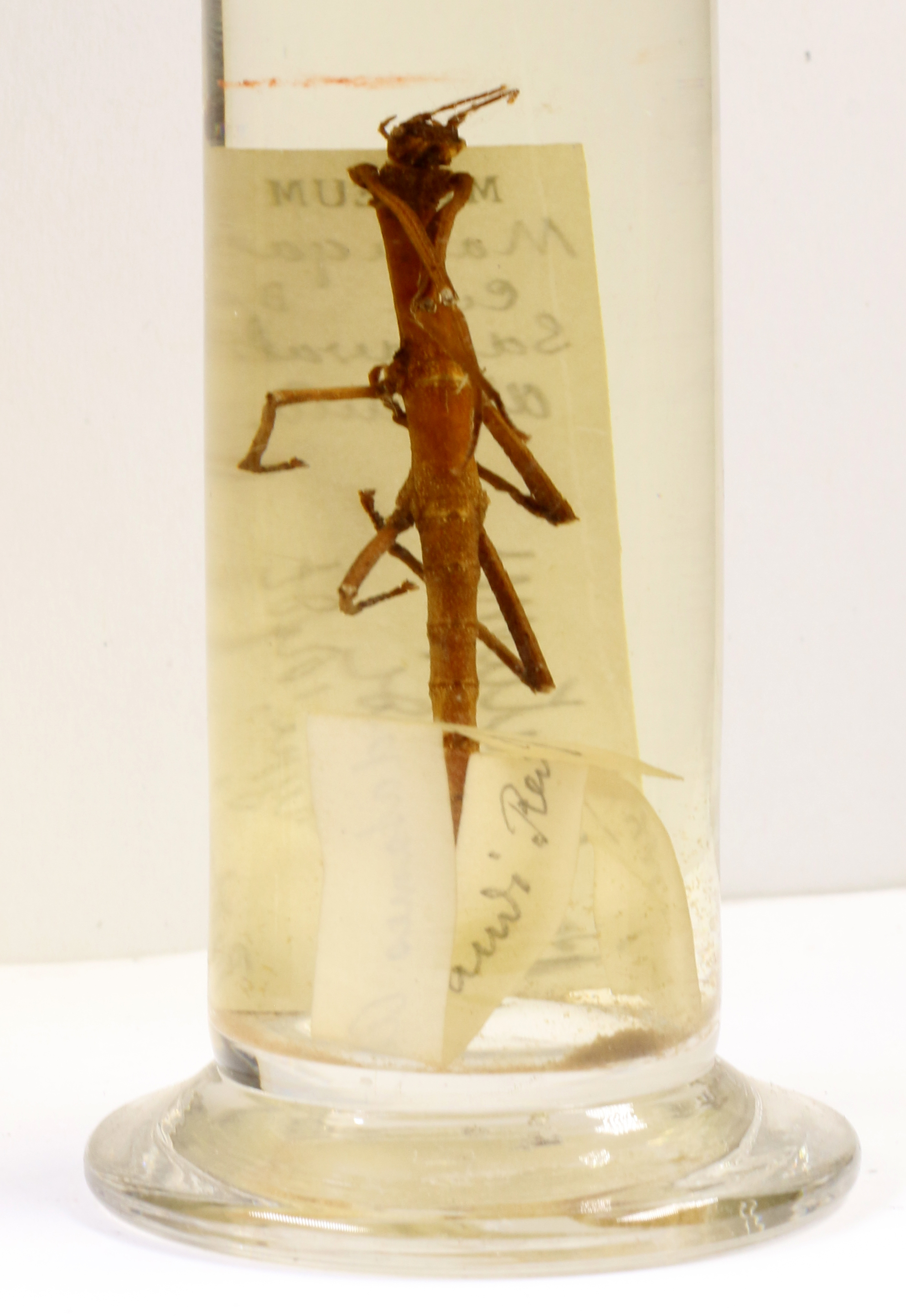 CollectionObject 1561501; 9c0da391-822c-4d90-950c-23191ad1dd94: copyright MNHN, Paris. male (holotype). (CollectionObject).