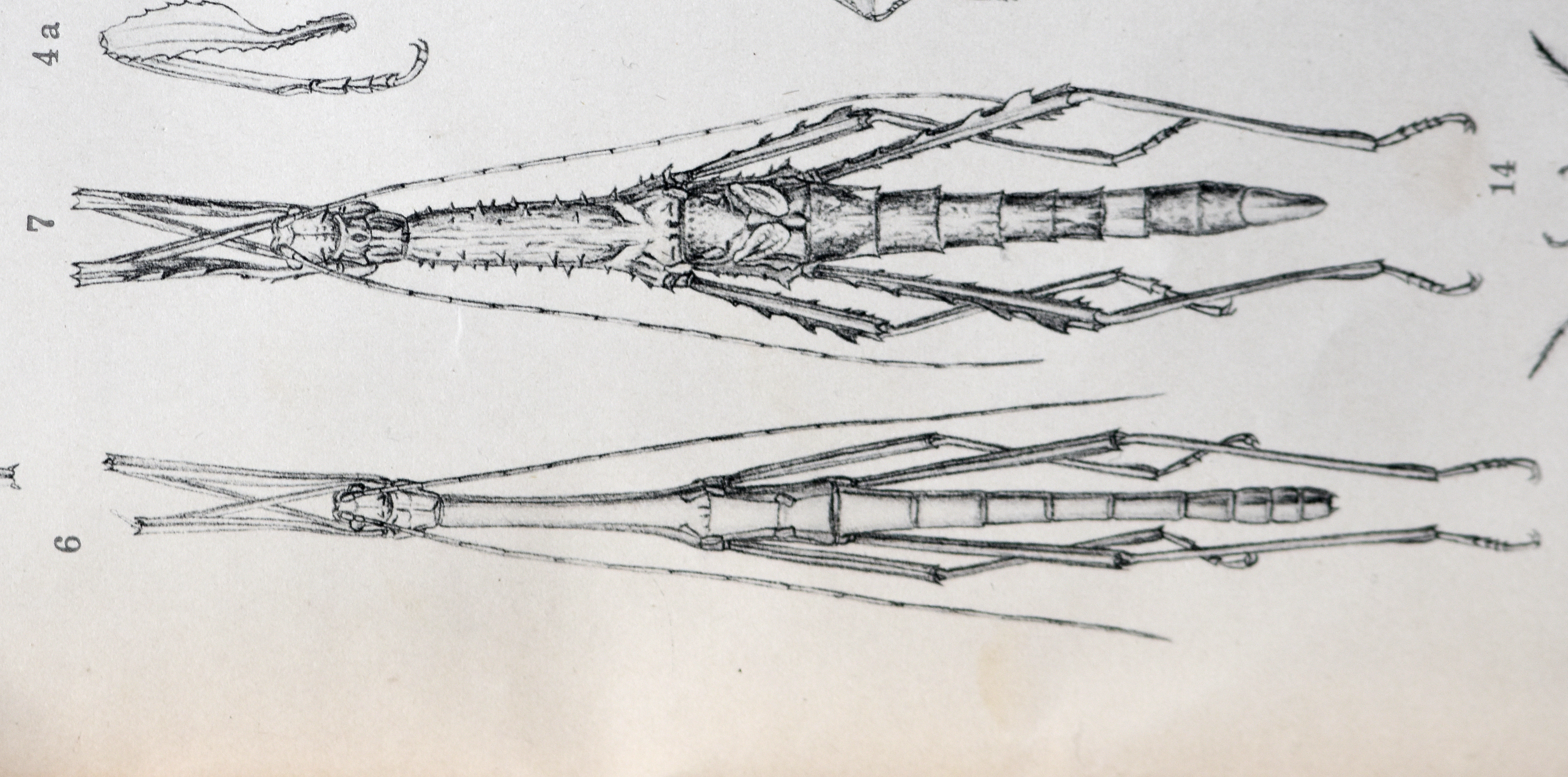 Anisacantha Redtenbacher, 1906: from redtenbacher, 1906. male & female of Anisacantha difformis [TYPE SPECIES]. (Otu).
