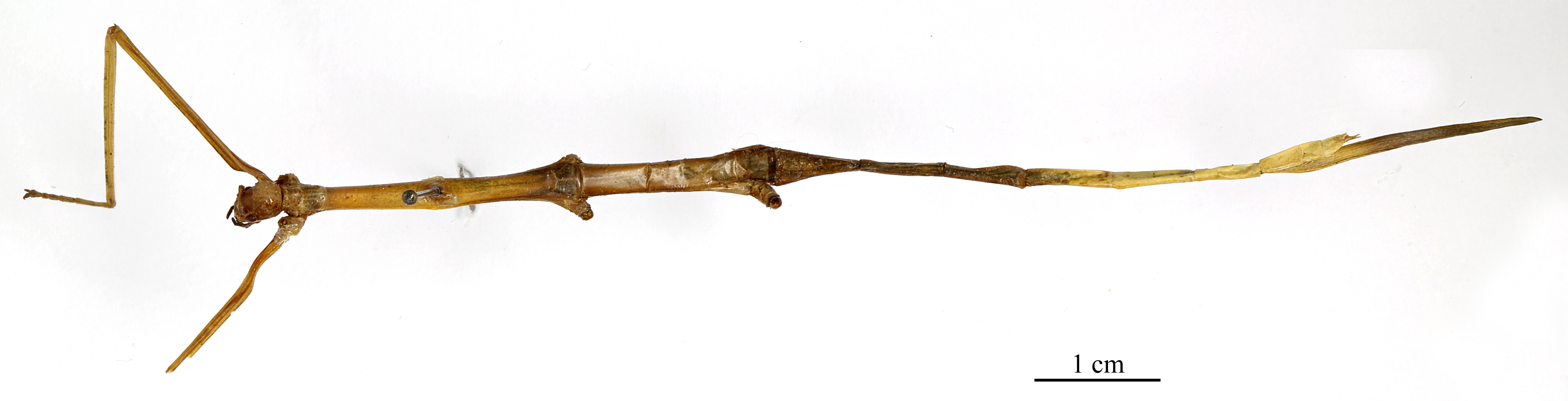 CollectionObject 1563169; 6903e86f-aa95-42a4-bd36-d8c26fb148b5: copyright MNHN, Paris. female (holotype). (CollectionObject).