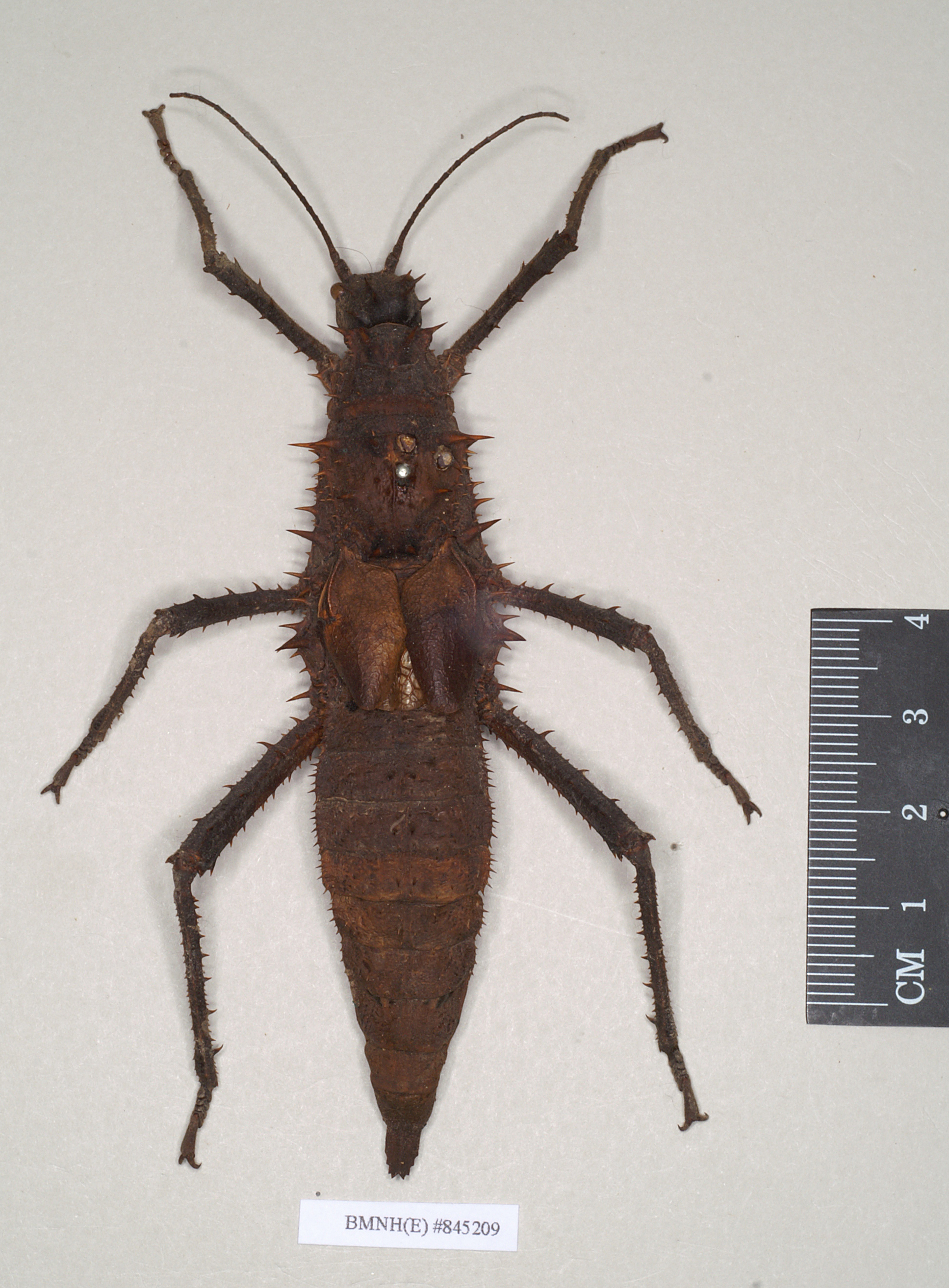 CollectionObject 1558863; NHMUK(SF IMPORT DUPLICATE) 845209, e263b155-b331-4145-9ff8-582cdac82582: copyright Natural History Museum, London. female of Heteropteryx dehaanii (holotype). (CollectionObject).