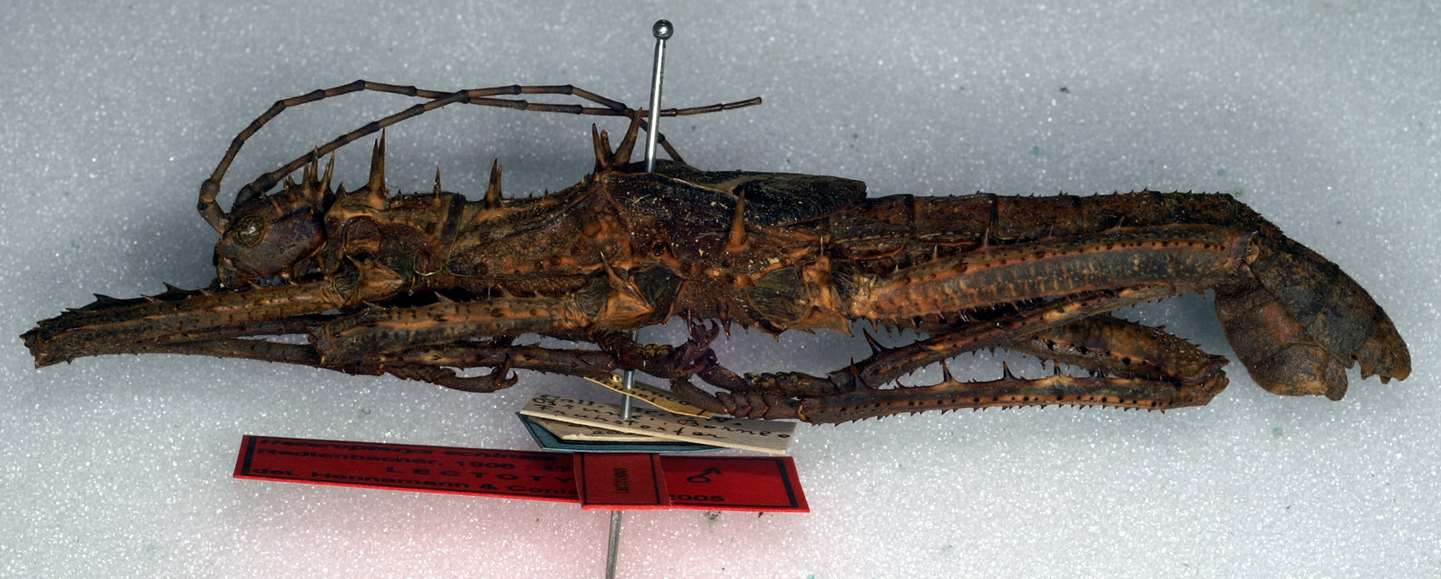 CollectionObject 1558865; NMW 284, 923069ee-c6aa-41e1-b884-50a1581e39ce: copyright NMW, Vienna. male, lateral view (syntype). (CollectionObject).