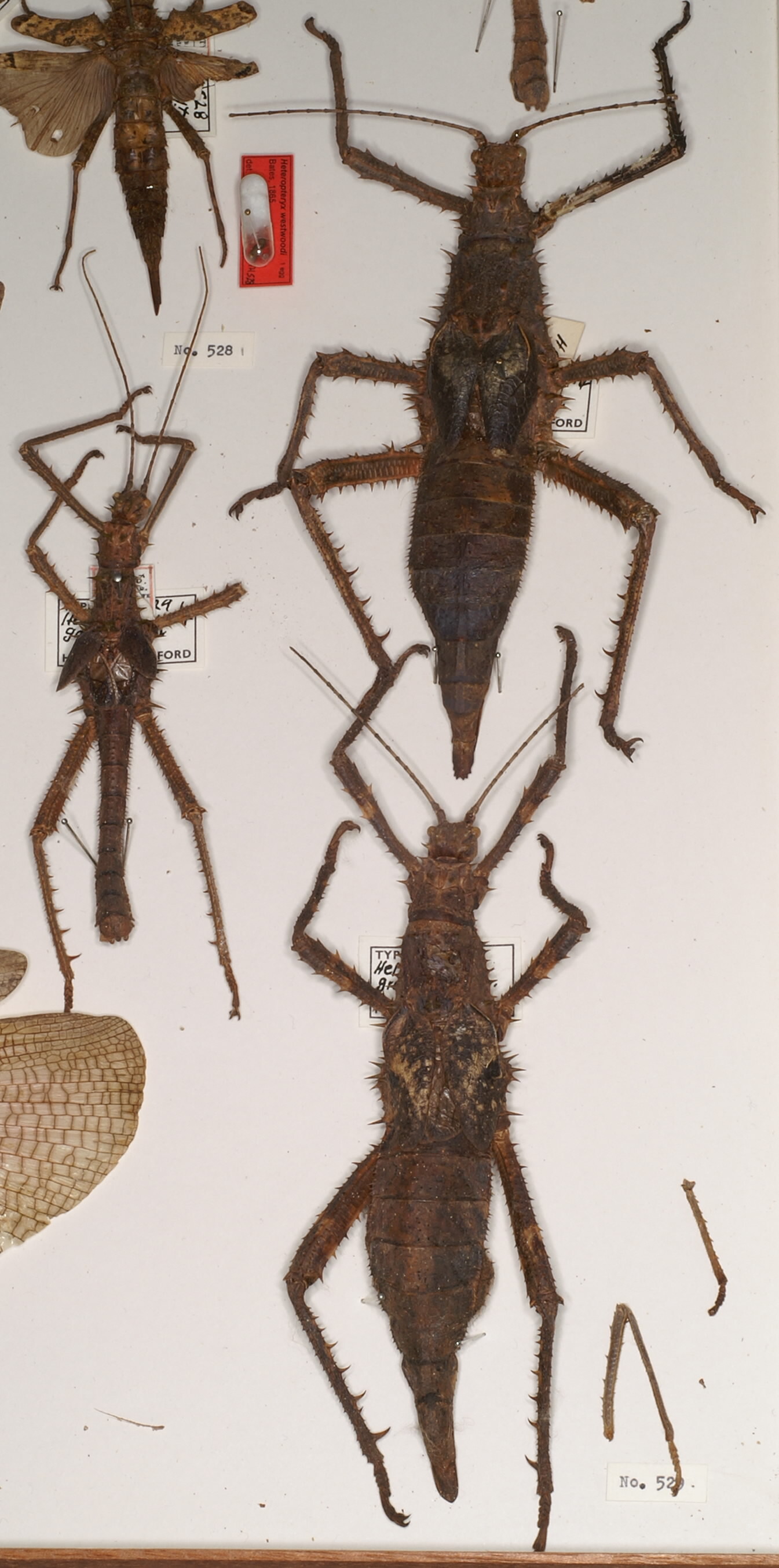 CollectionObject 1558872; ae2fd943-9eed-40c6-82cd-16404d27a944: copyright OUMNH. female (lectotype and plt), male (paralectotypes) of Heteropteryx grayii [Bragg 1988 all plt's misidentified H. saussurei]. (CollectionObject).