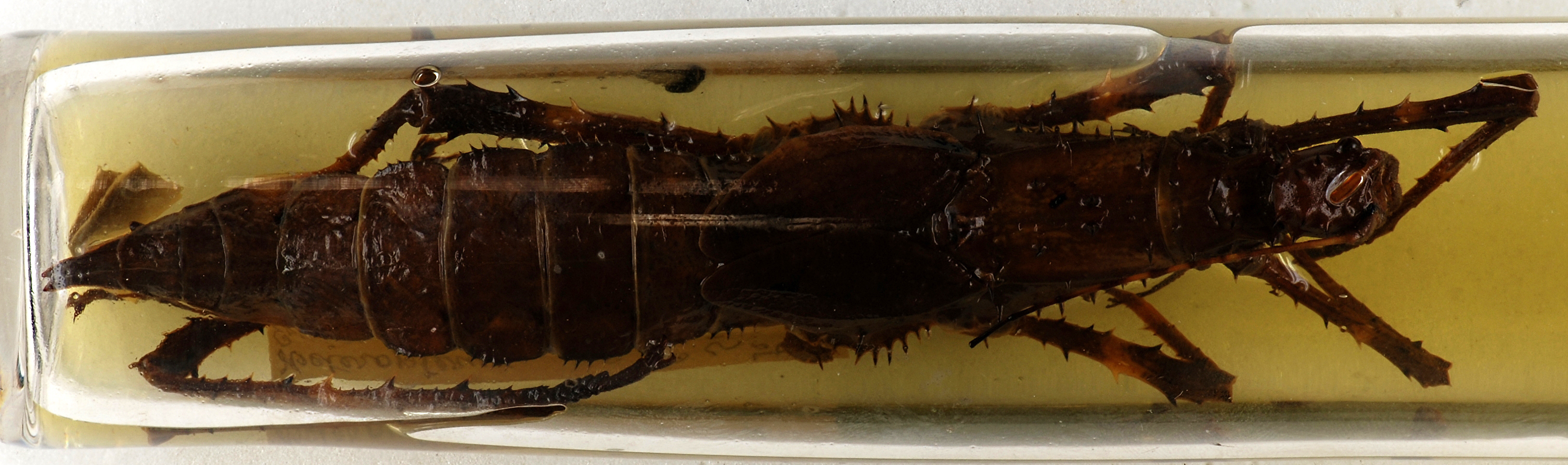 CollectionObject 1558887; cf88865b-54af-4ecd-abf4-6b8656a1d17b: copyright MNHN, Paris. female of Heteropteryx erringtoniae (holotype). (CollectionObject).