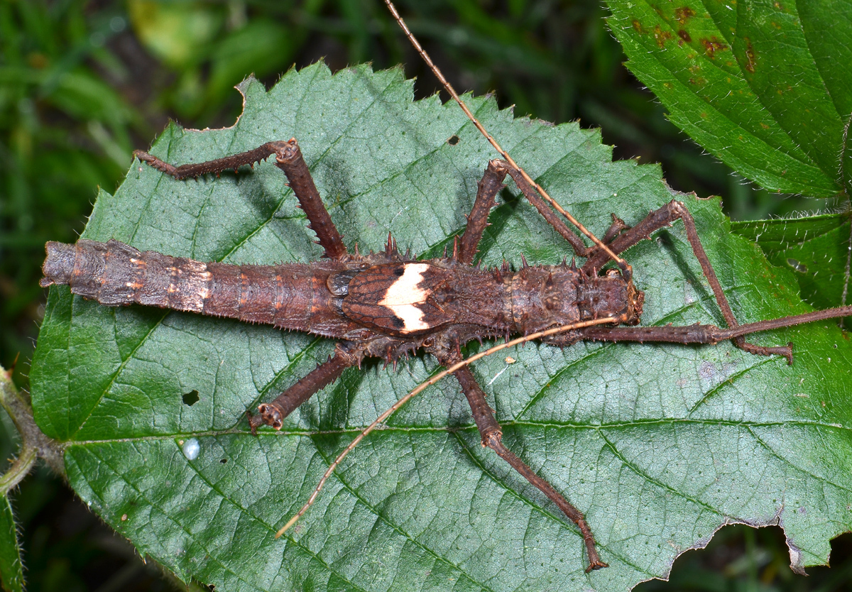 Haaniella scabra (Redtenbacher, 1906): copyright Paul D. Brock. male, dorsal view (culture stock 2014, ex. Sabah, Kina-balu). (Otu).