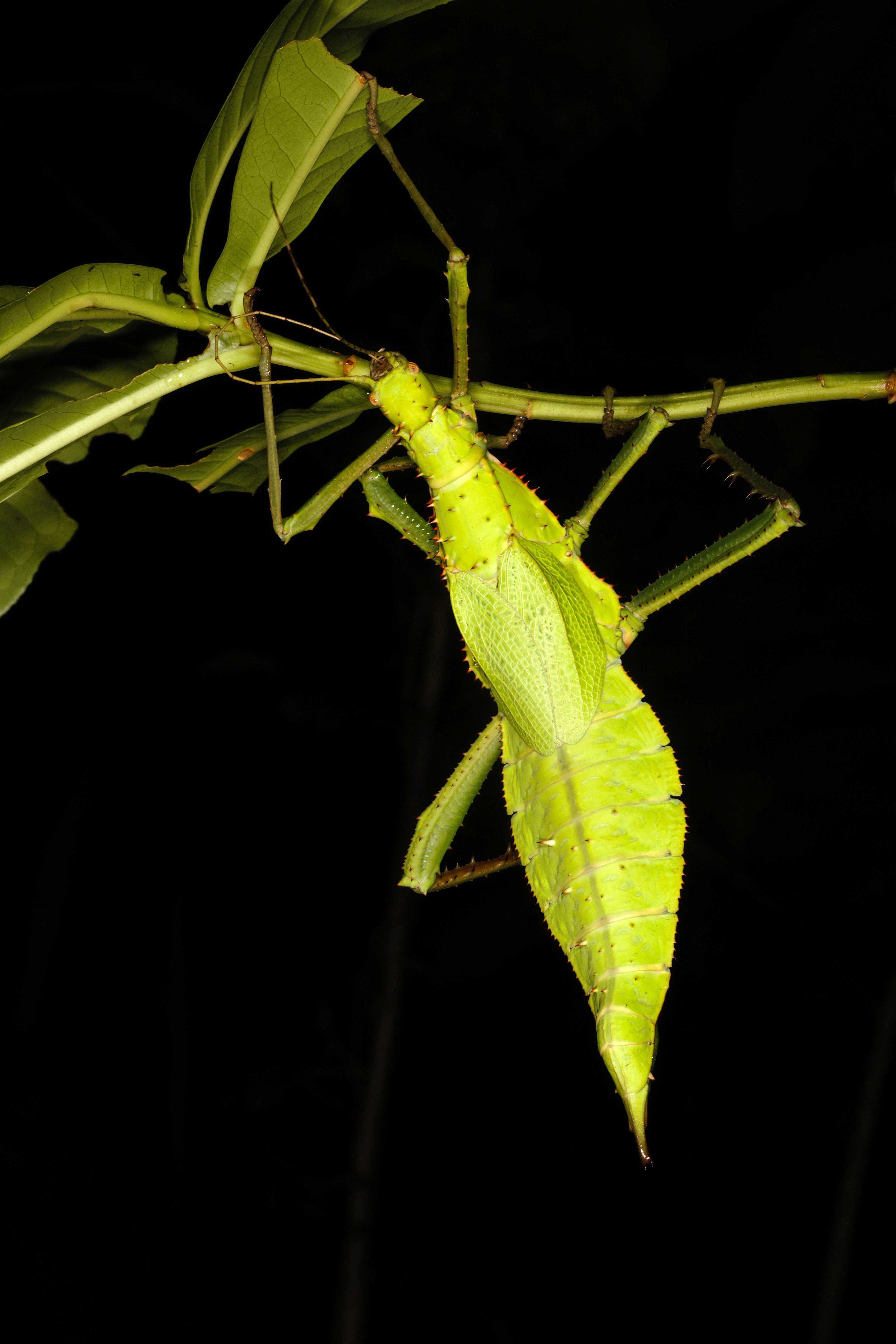 Heteropteryx dilatata (Parkinson, 1798): copyright Ian Abercrombie. female in nature, 8 February 2008, Peninsular Malaysia. (Otu).