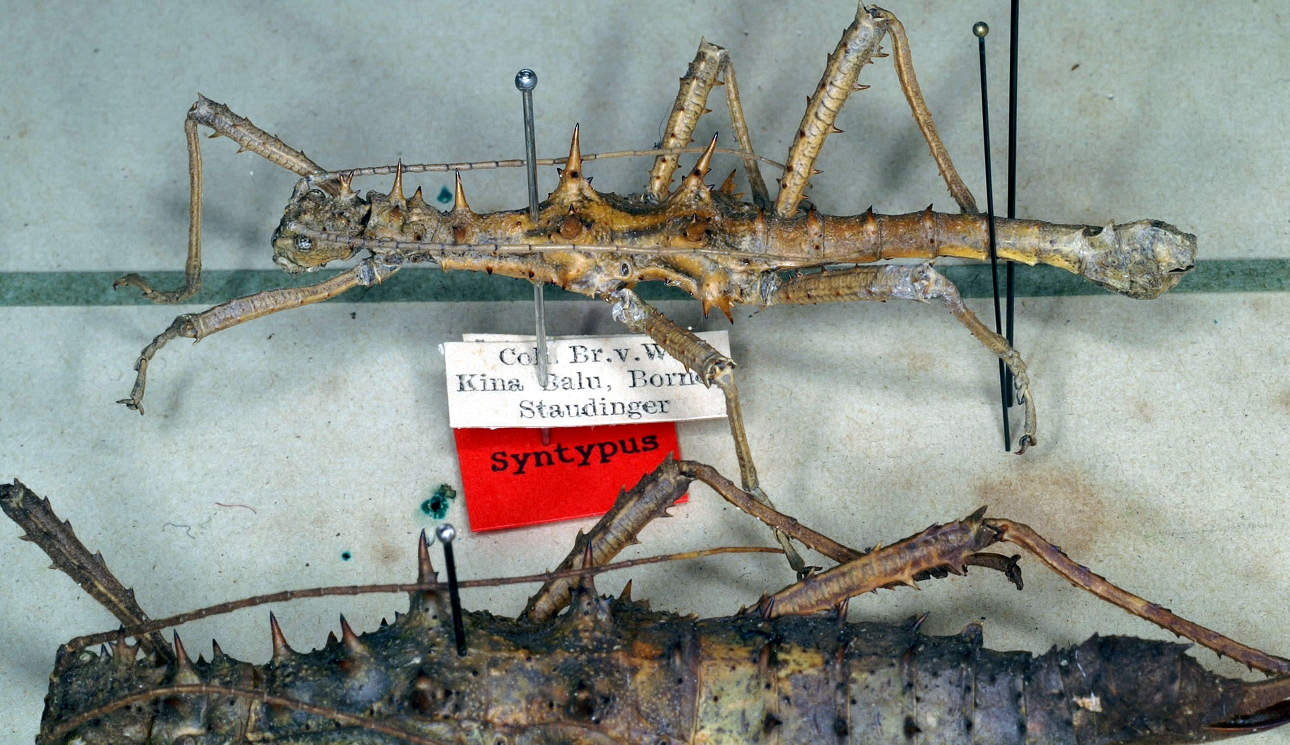 CollectionObject 1557122; 950da10f-3c80-41aa-9390-f2312ebb53d8: copyright NMW. Obrimus asperrimus male, lateral view (syntype). (CollectionObject).;CollectionObject 1557123; 52b14680-d74e-4ee4-9dda-e4240a547fc5: copyright NMW. Obrimus asperrimus male, lateral view (syntype). (CollectionObject).