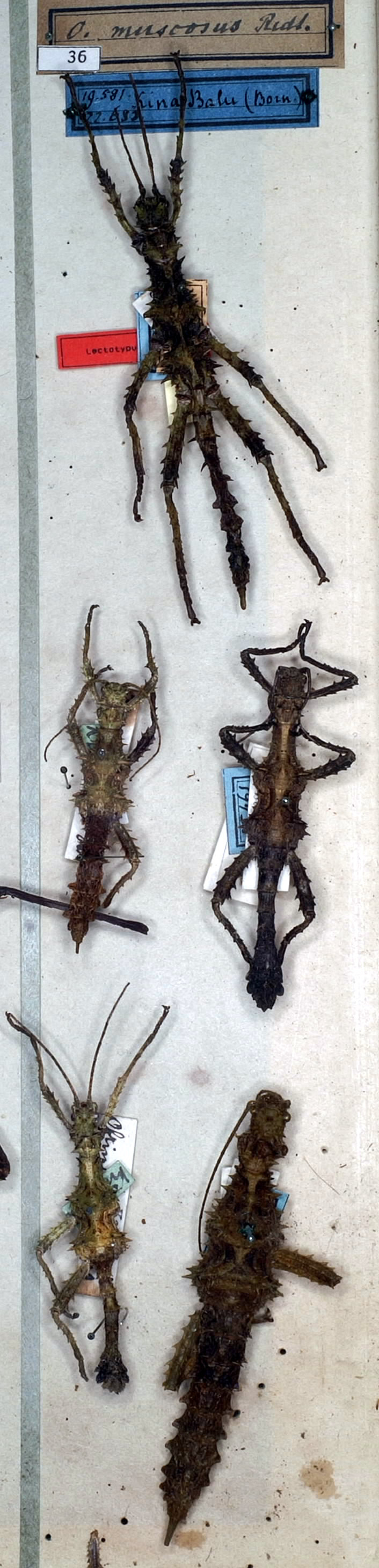 CollectionObject 1557126; 12a1e7b1-a289-4321-b959-b919fe7c86f2: copyright NMW. Obrimus muscosus male and female (syntypes). (CollectionObject).;CollectionObject 1557127; f677c863-391e-4d32-886a-1dde5b27e2f3: copyright NMW. Obrimus muscosus male and female (syntypes). (CollectionObject).