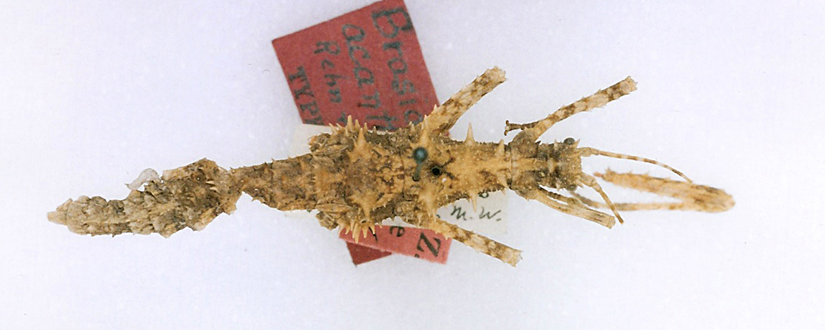 CollectionObject 1557490; c311c51d-73ad-49b4-9ecc-58f20919c101: copyright MCZ Harvard. female juv. (holotype). (CollectionObject).
