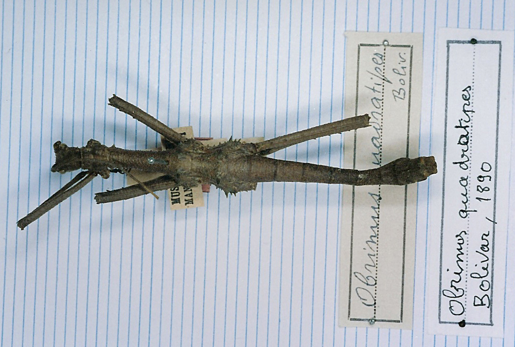 Obrimus quadratipes Bolívar, 1890: copyright MNHN, Paris. male (possible paralectotype?). (Otu).
